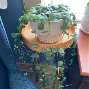 Vining Peperomia plant photo by @Newplantmama21 named Kate on Greg, the plant care app.