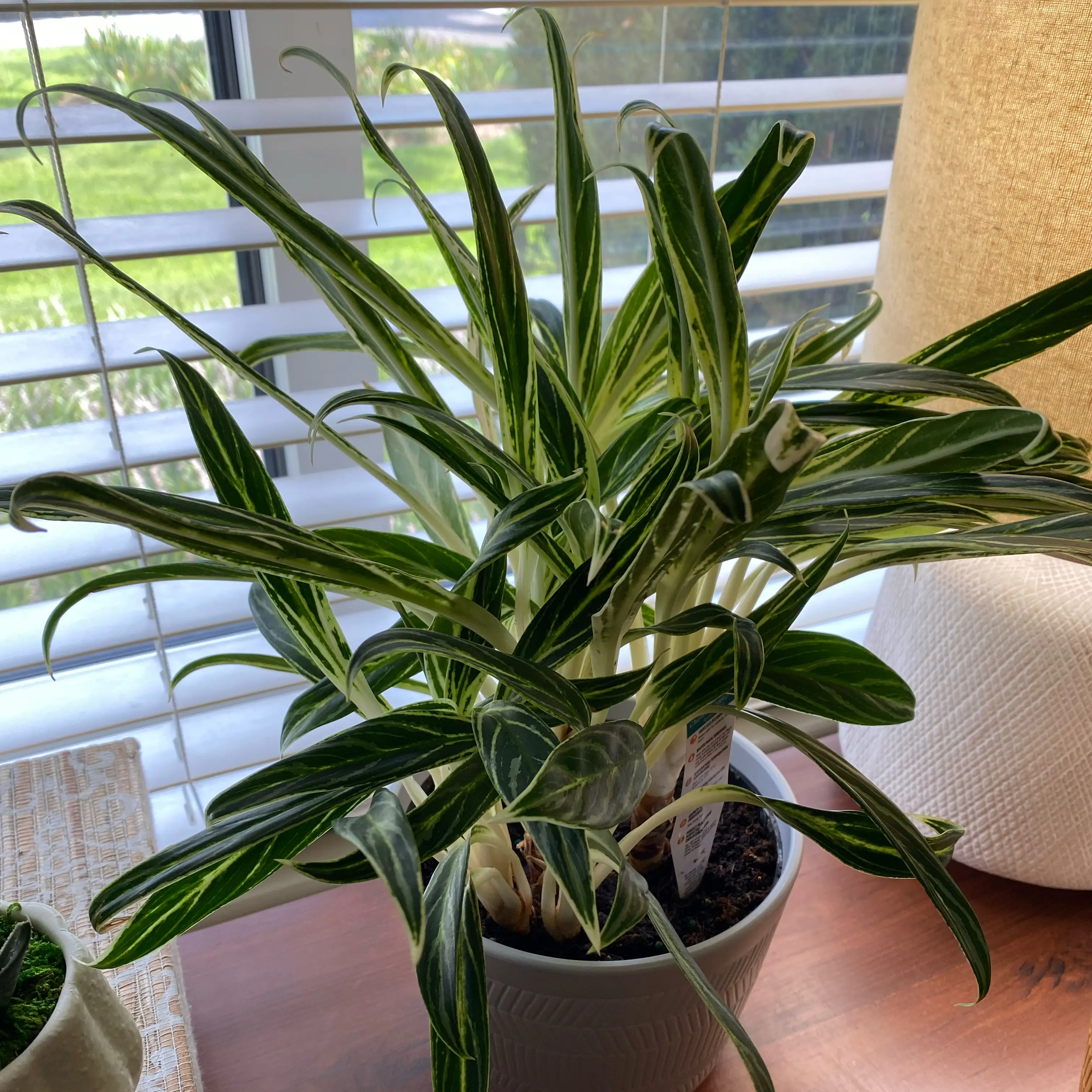 Photo of the plant species Chinese Evergreen Bai Kaw by @Newplantmama21 named Charlie on Greg, the plant care app