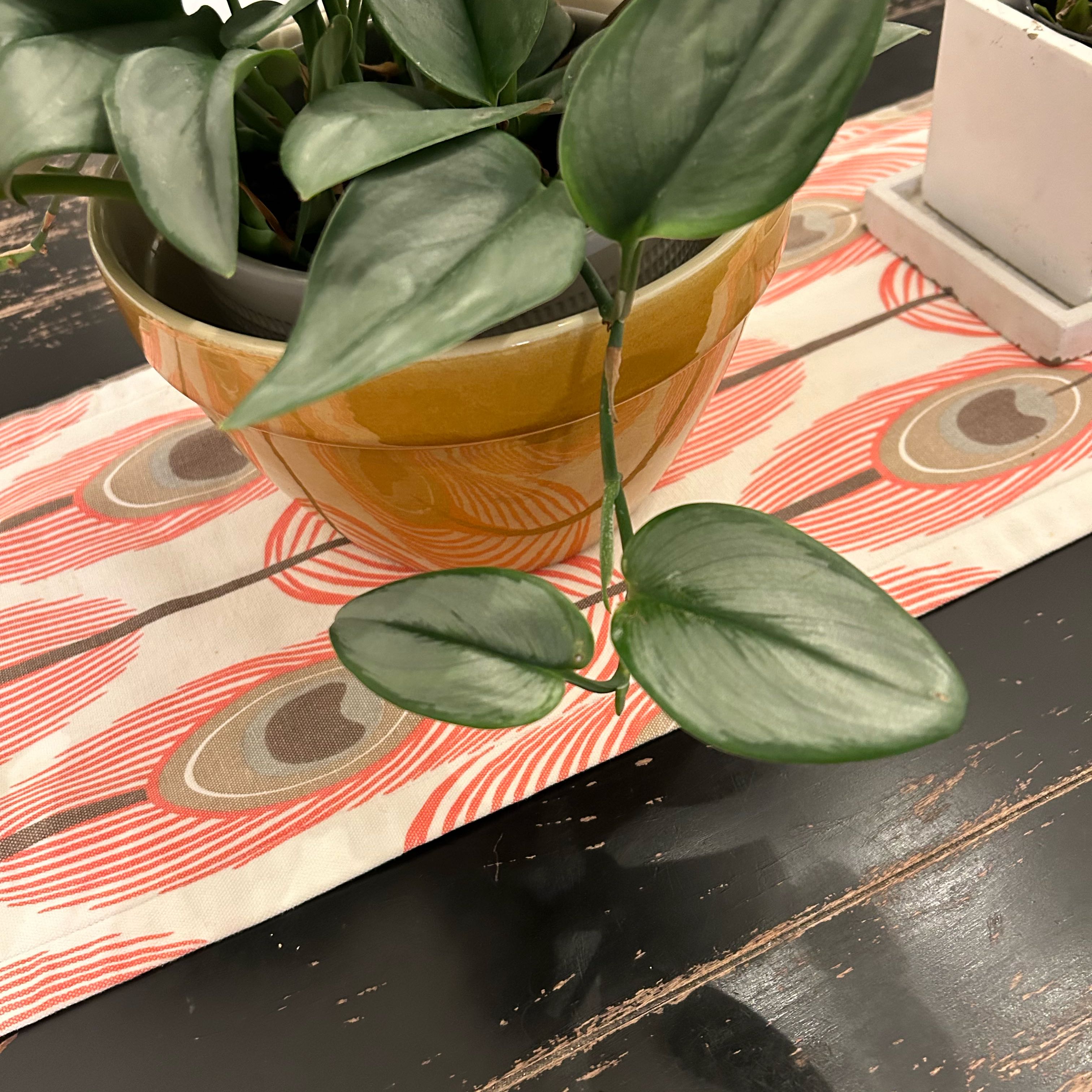 Scindapsus treubii 'Moonlight' plant in a pot on a table, healthy green leaves.