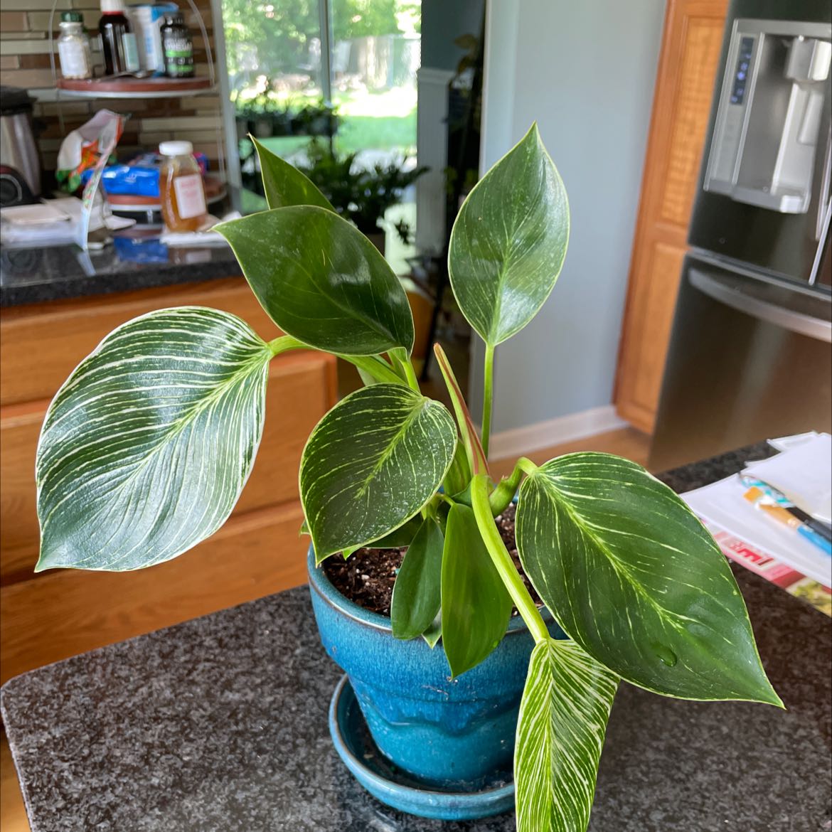 Philodendron Birkin plant in a blue pot on a kitchen counter with healthy green leaves and white variegation.