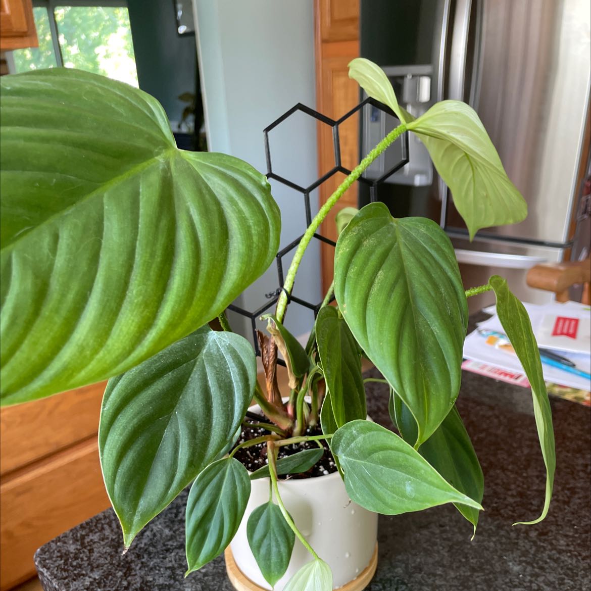 Photo of the plant species Philodendron 'Fuzzy Petiole' by @theplanty_paige named Fuzz on Greg, the plant care app