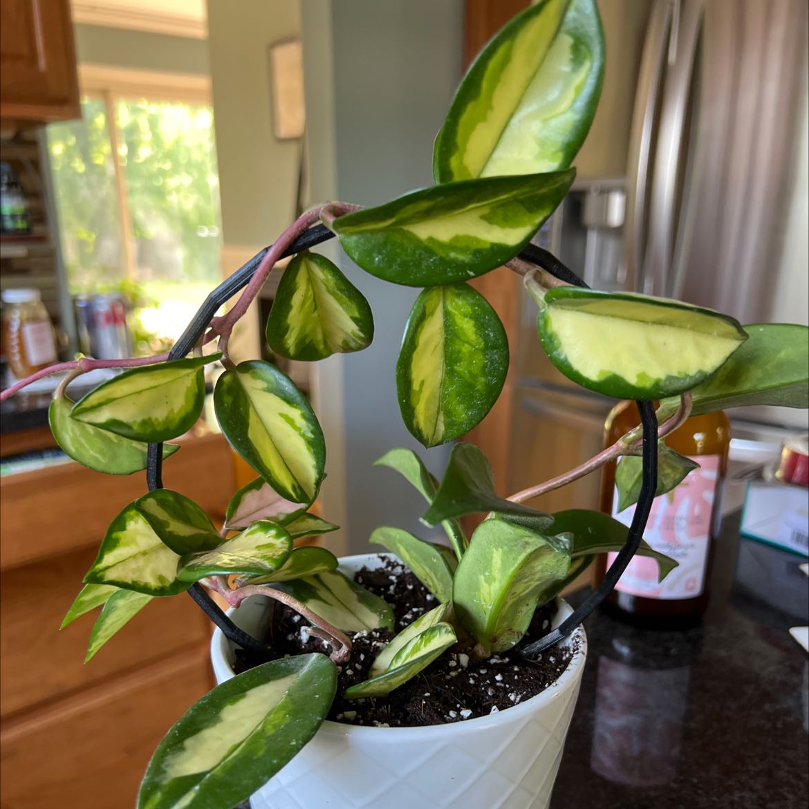 Krimson Princess Hoya plant in a white pot with variegated leaves.