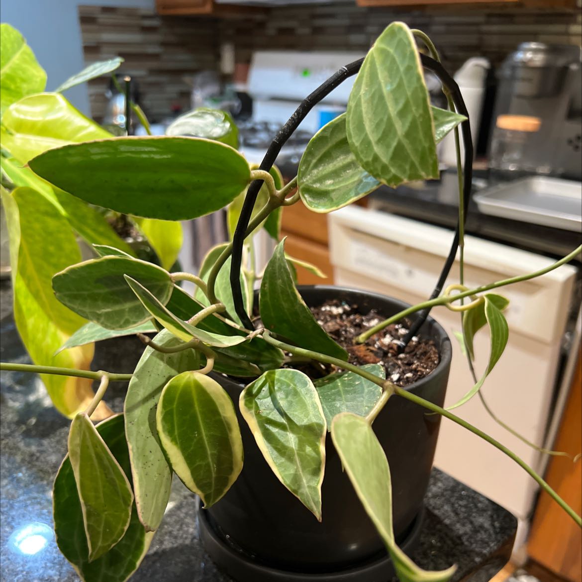 Hoya macrophylla plant in a black pot with green leaves and white veins in a kitchen setting.
