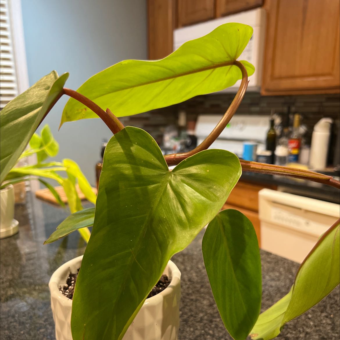 Philodendron 'Red Congo' plant with healthy green leaves in a white pot on a kitchen counter.
