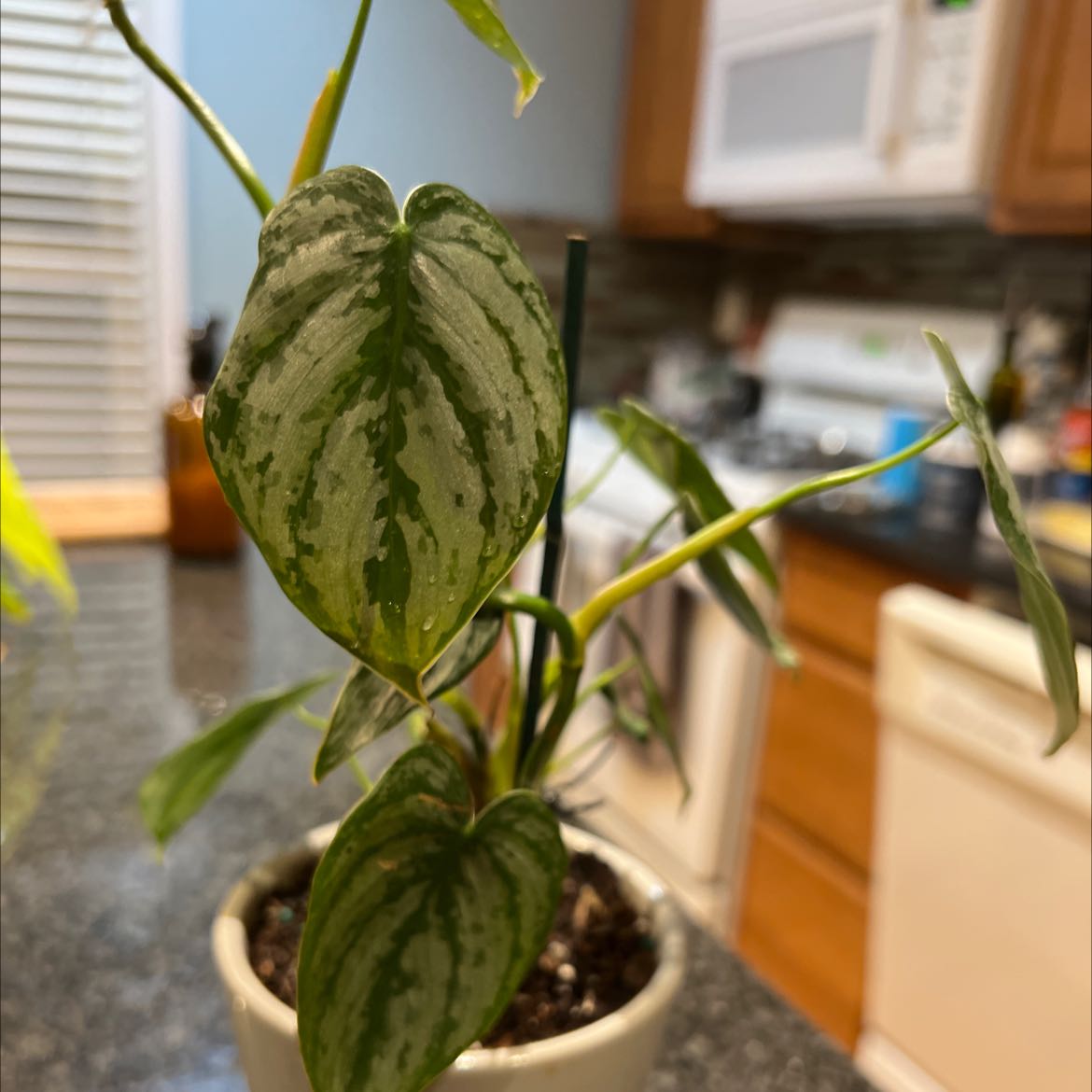 Silver Leaf Philodendron in a pot on a kitchen counter, healthy with green and silver leaves.