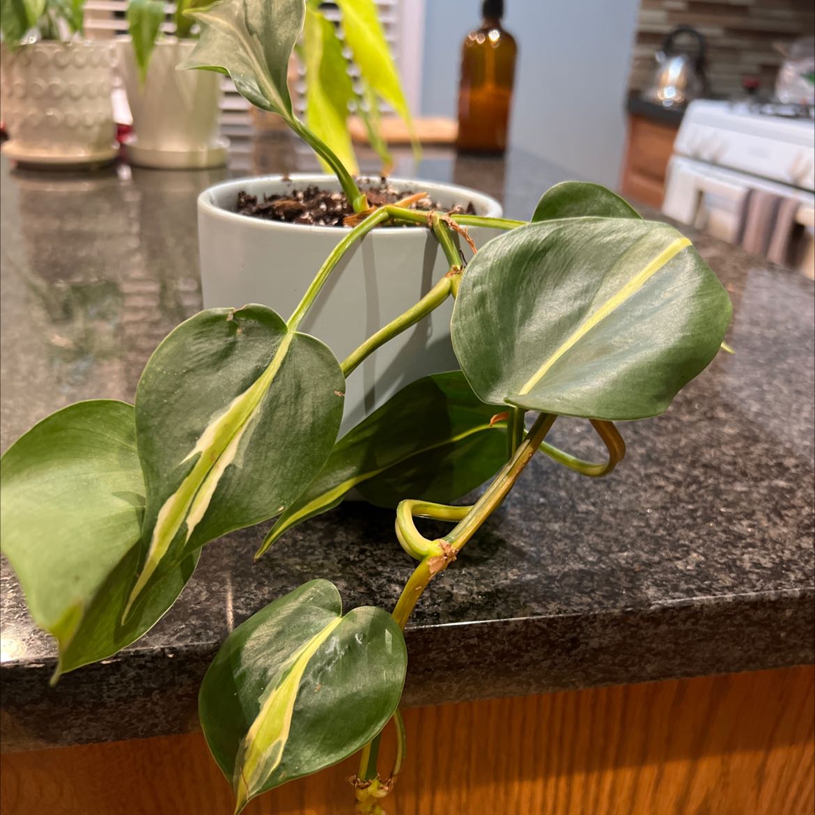 Silver Stripe Philodendron in a pot with healthy green leaves and silver stripes.