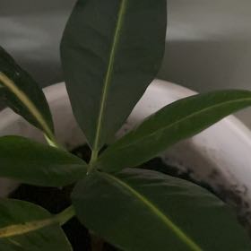 Photo of the plant species Karaka by @GuruValleyoak named Sir Plancelot on Greg, the plant care app