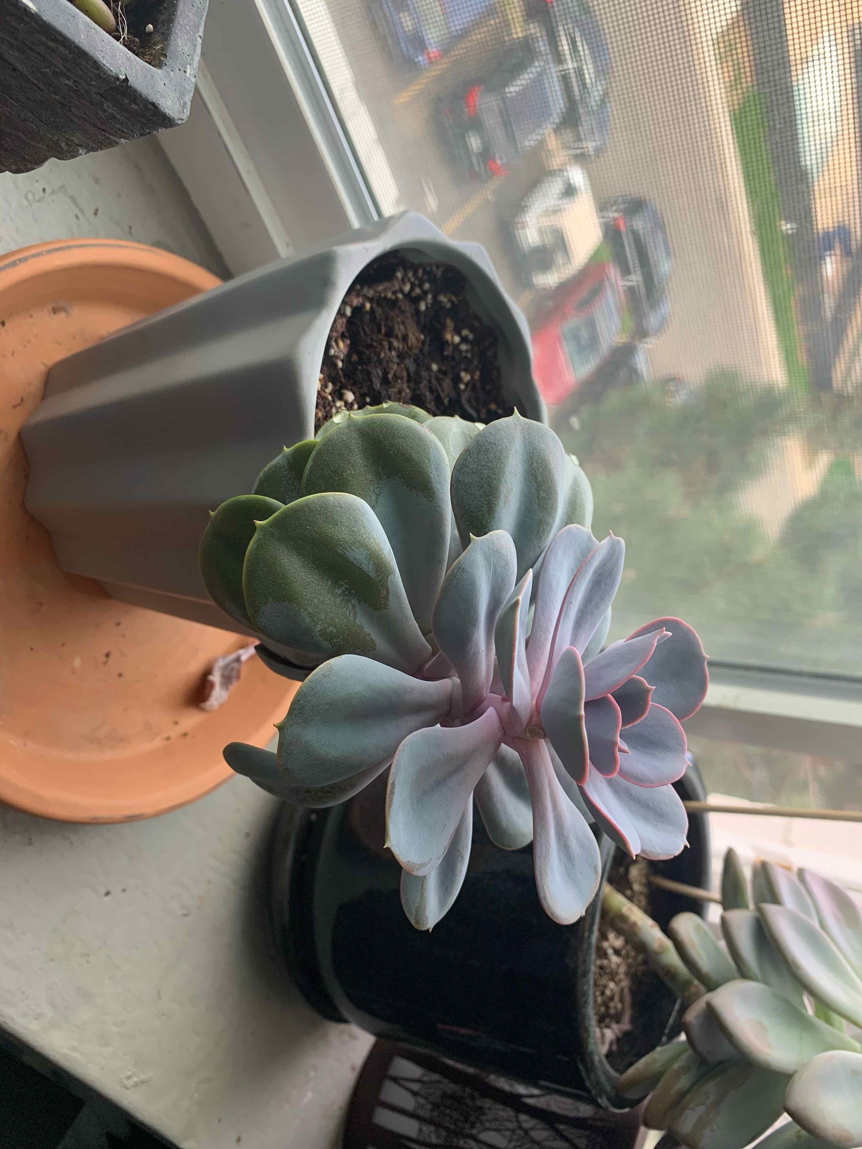 Echeveria 'Morning Beauty' succulent in a pot on a windowsill, with healthy leaves.