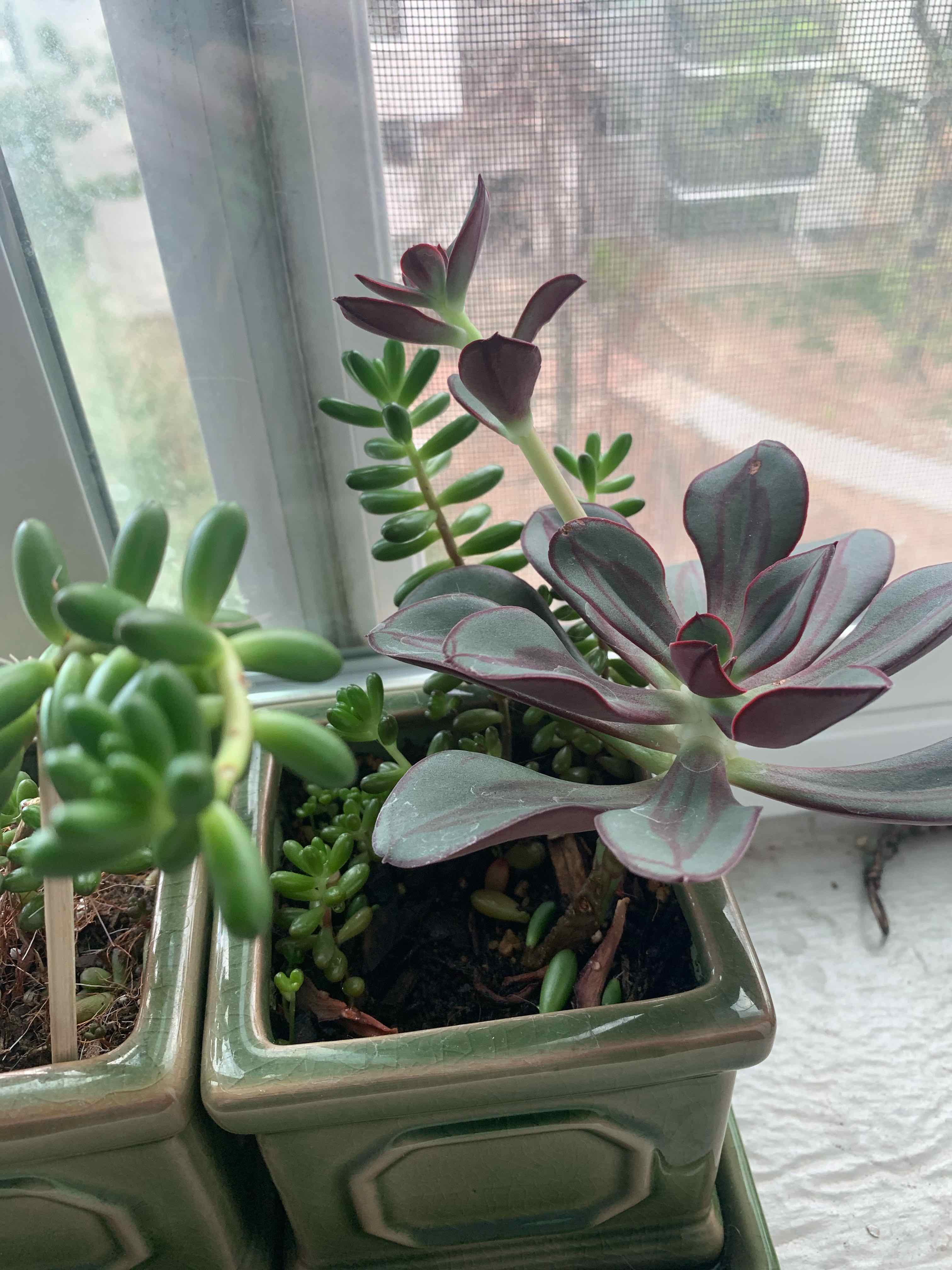 Painted Echeveria plant in a pot on a windowsill, appears healthy.