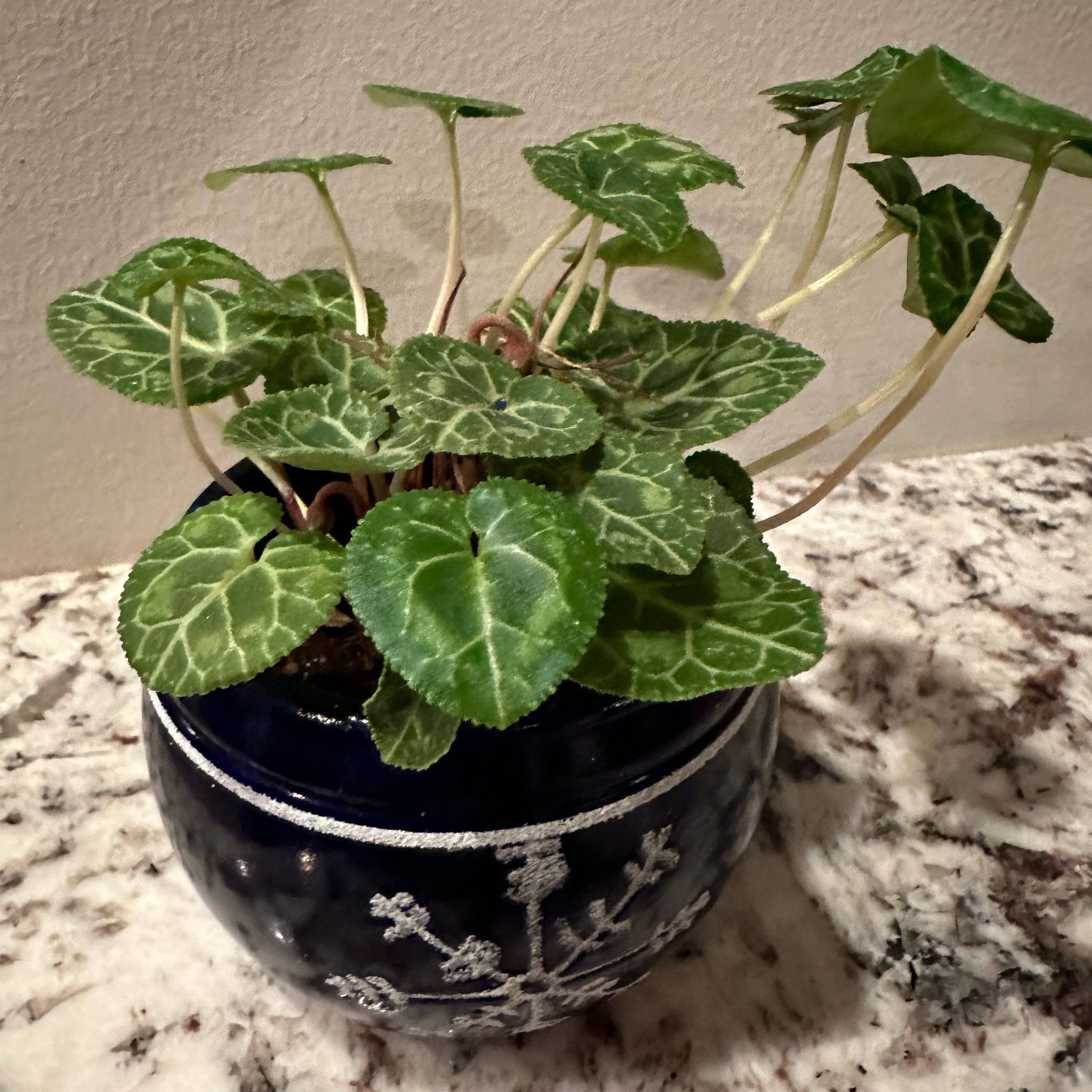 Healthy potted Persian Cyclamen plant with dark green and white patterned leaves, in a blue and white pot.