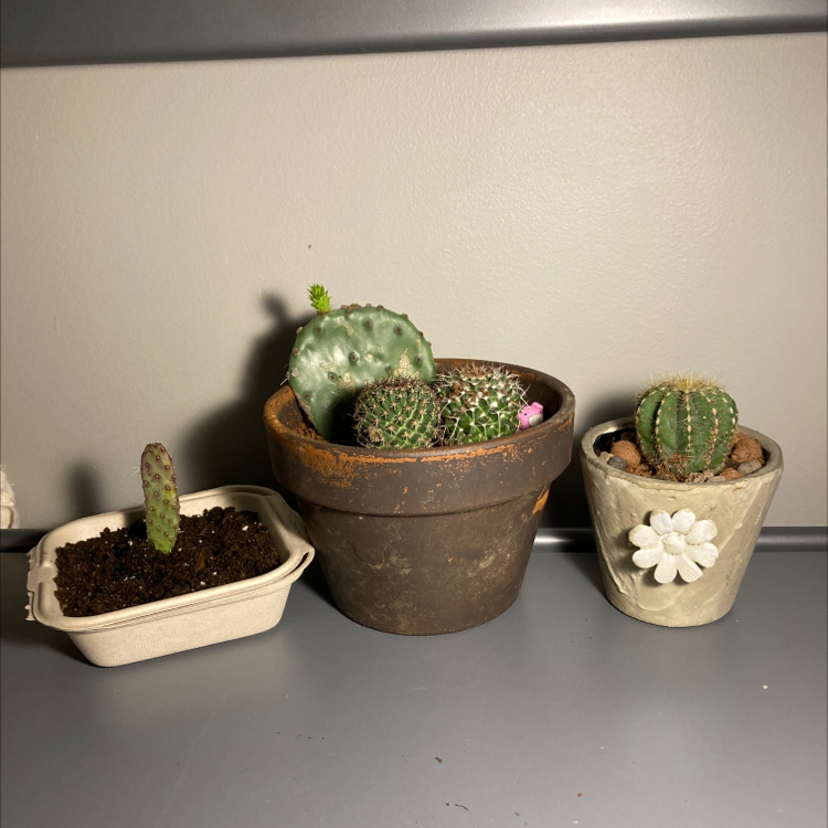 Golden Barrel Cactus plant photo by @Uniqueplantlove named Cactus gang on Greg, the plant care app.