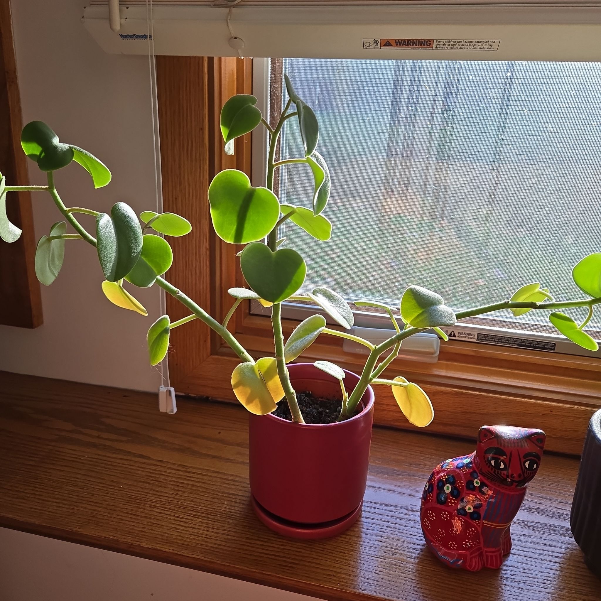 Felted Peperomia plant on a windowsill in a red pot with some yellowing leaves.