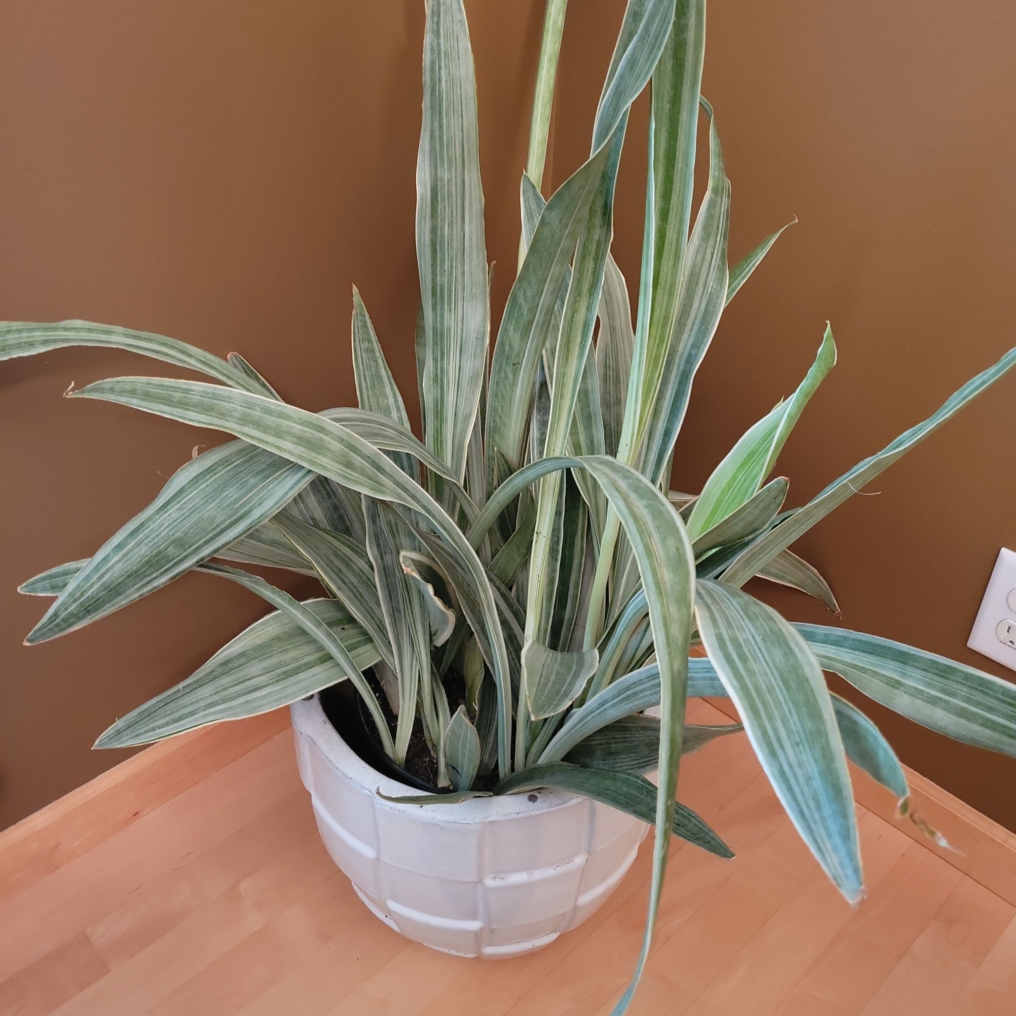 Metallica Snake Plant in a white pot on a wooden surface, appearing healthy.
