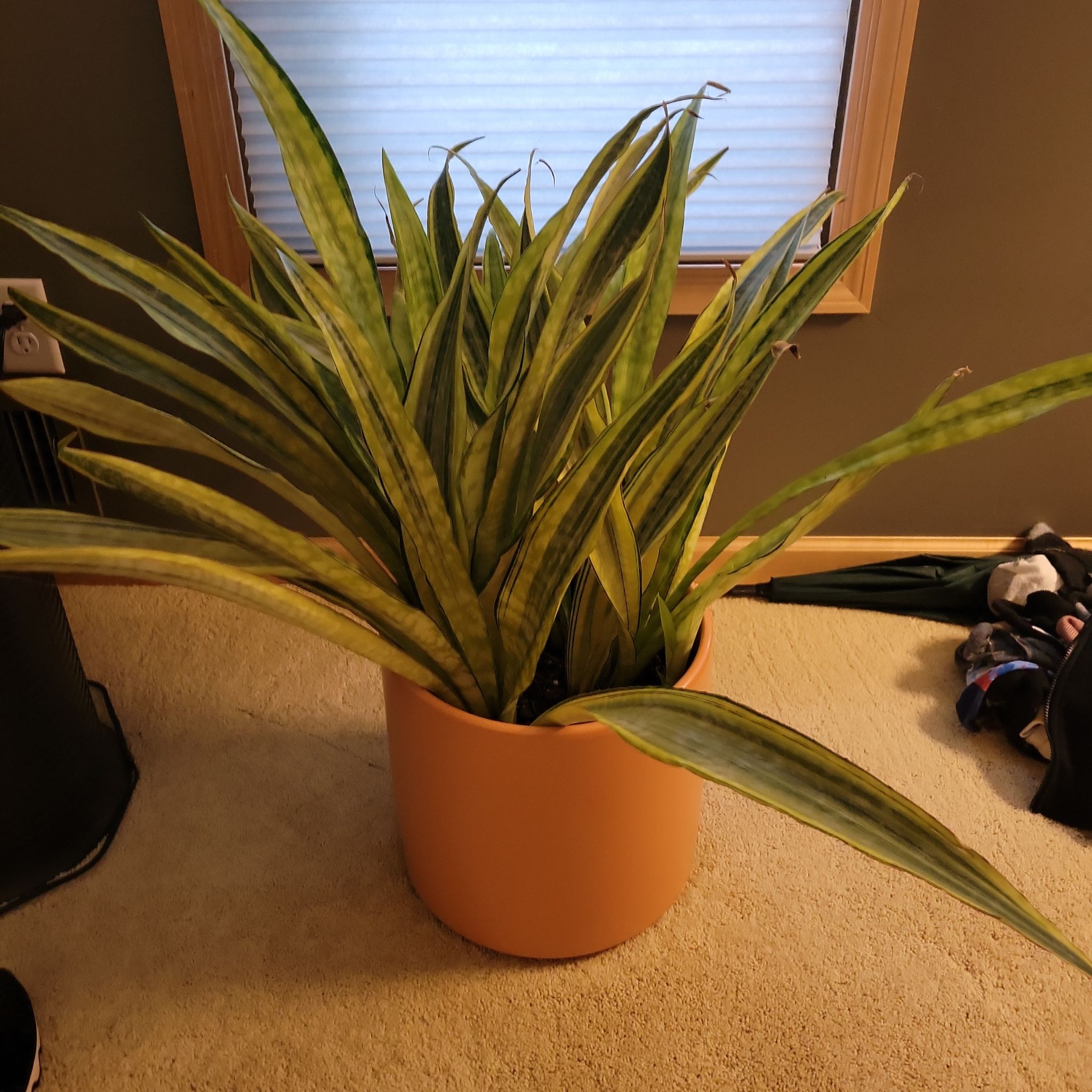 Sansevieria 'Lauren' plant in a pot indoors with slight yellowing on some leaves.