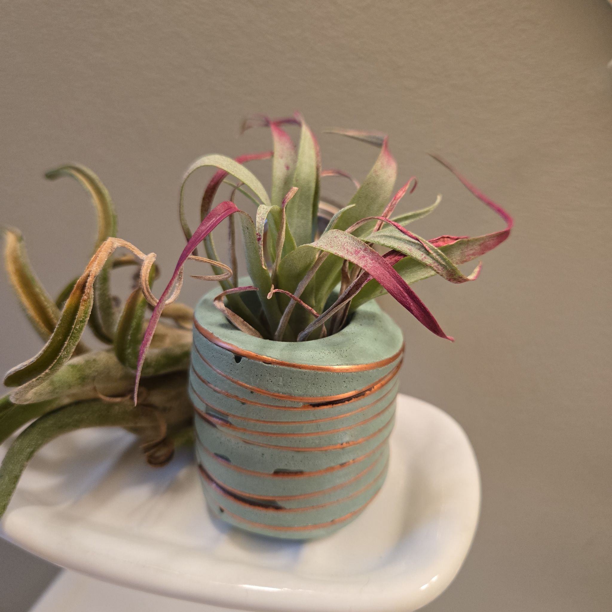 Capitata Air Plant in a small decorative pot with another plant partially visible in the background.