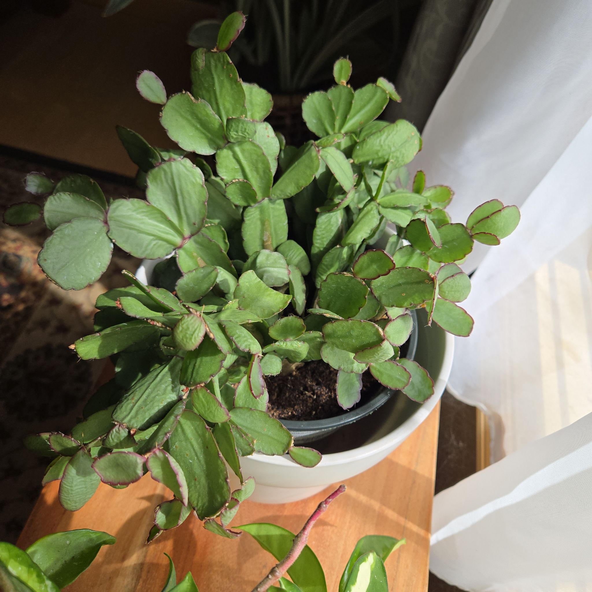 Photo of the plant species Rhipsalidopsis gaertneri 'Red' by @Rachie816 named Queen on Greg, the plant care app