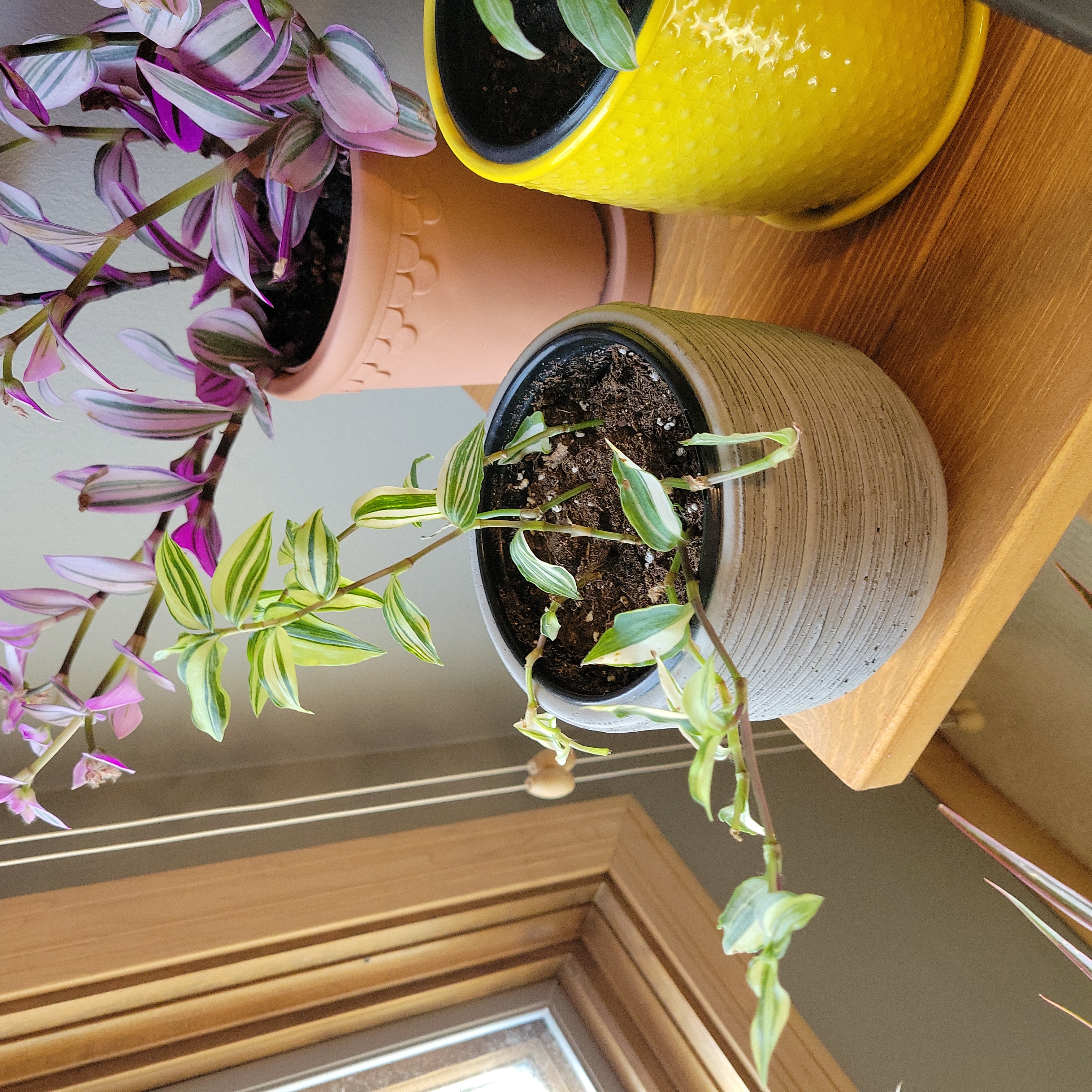 Tradescantia albiflora 'Albovittata' plant in a pot with visible soil, well-framed and focused.