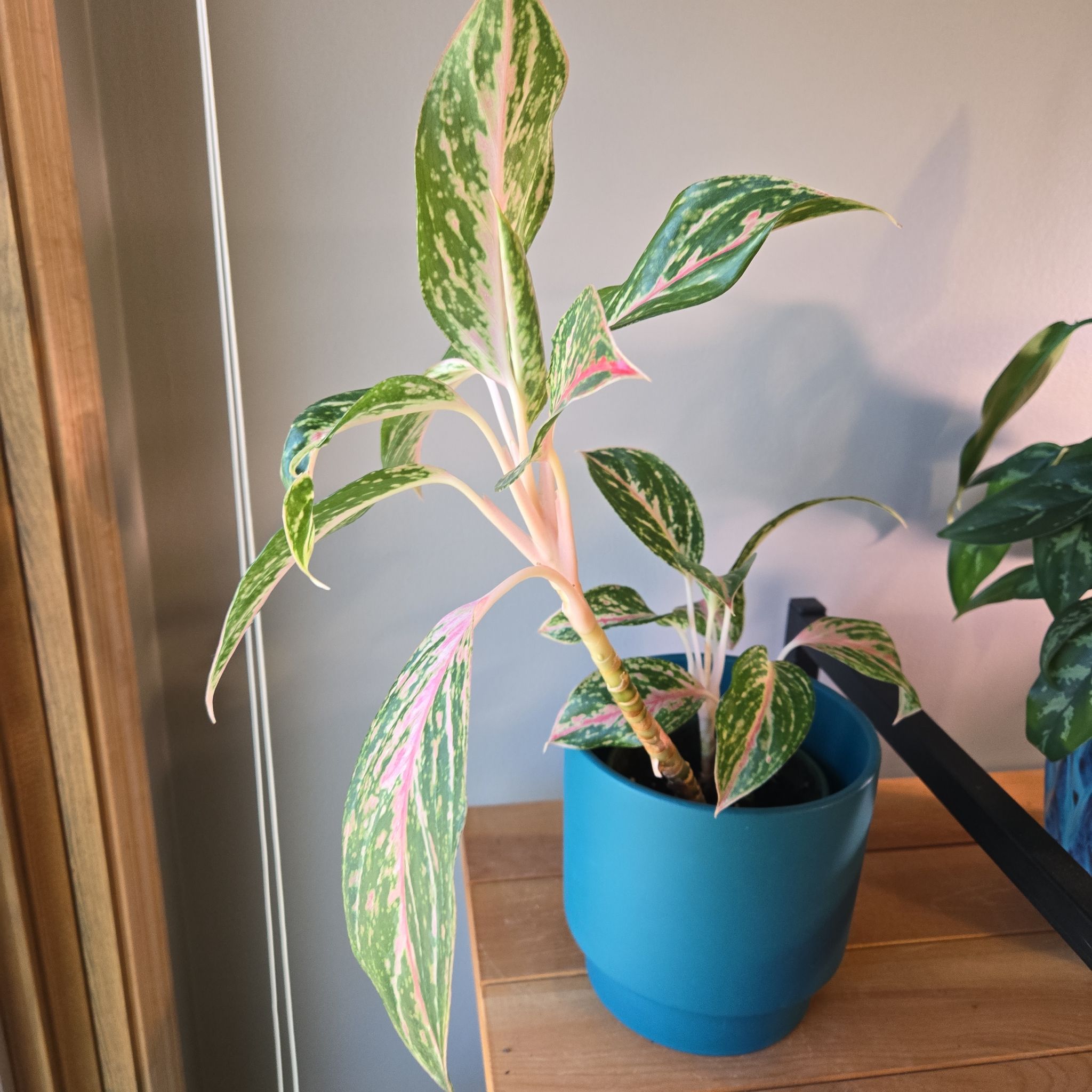 Aglaonema 'Sparkling Sarah' plant in a blue pot with vibrant green and pink variegated leaves.