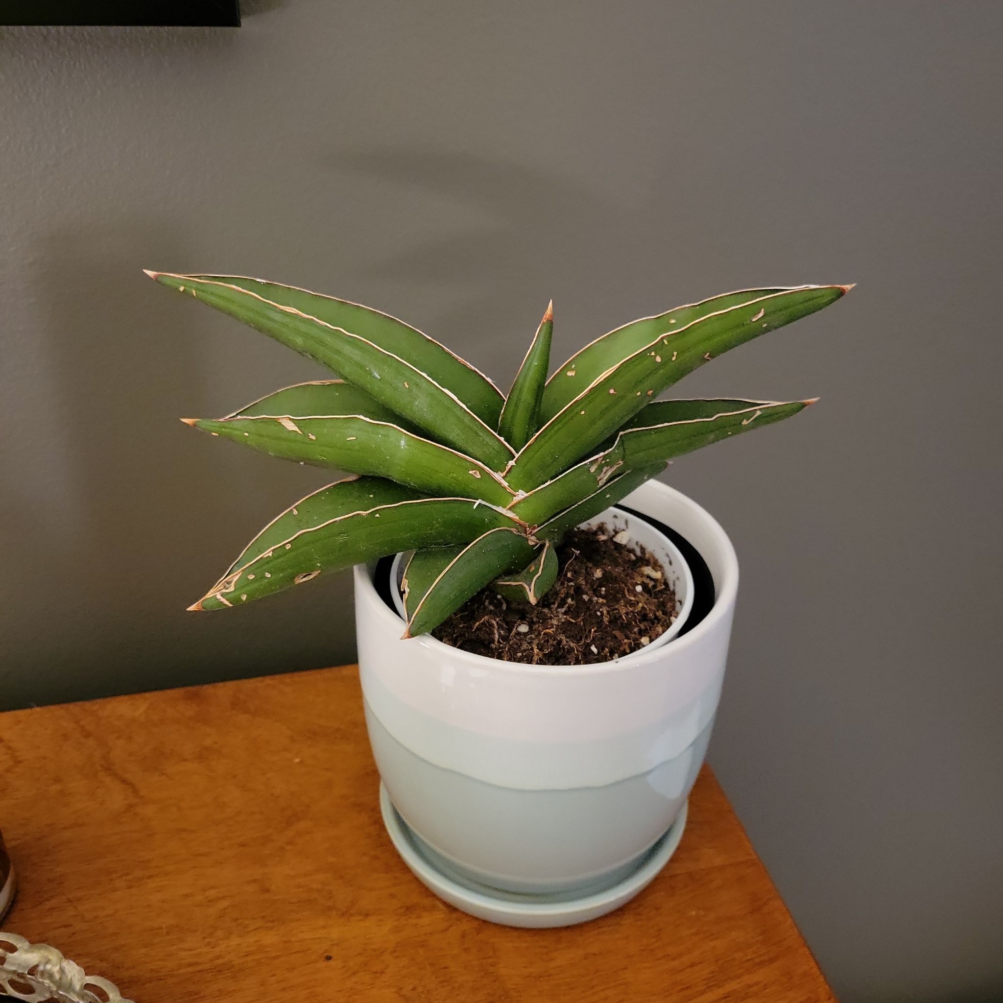 Samurai Dwarf Snake Plant in a white pot, healthy with visible soil.