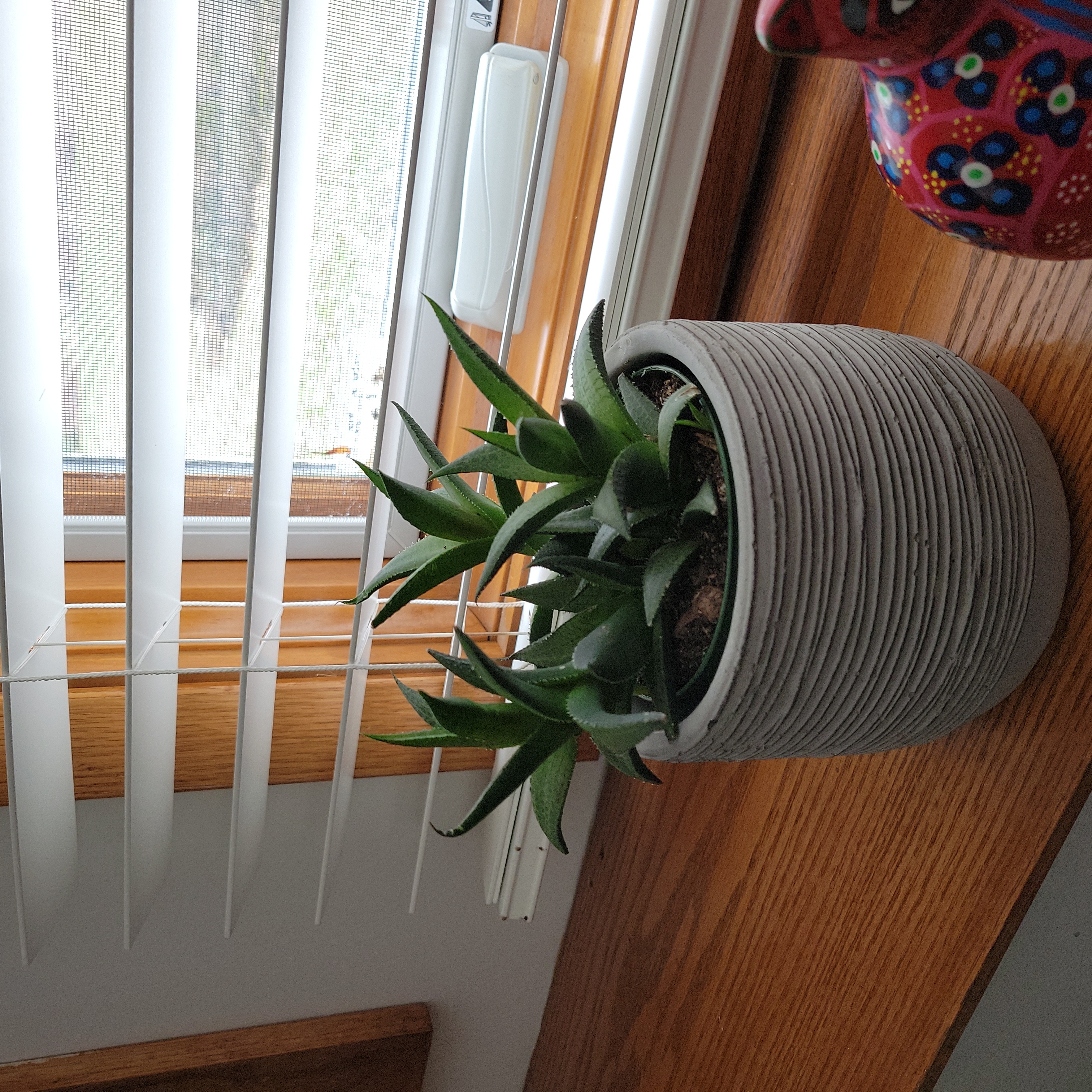 Veined Haworthia plant in a pot near a window with blinds.