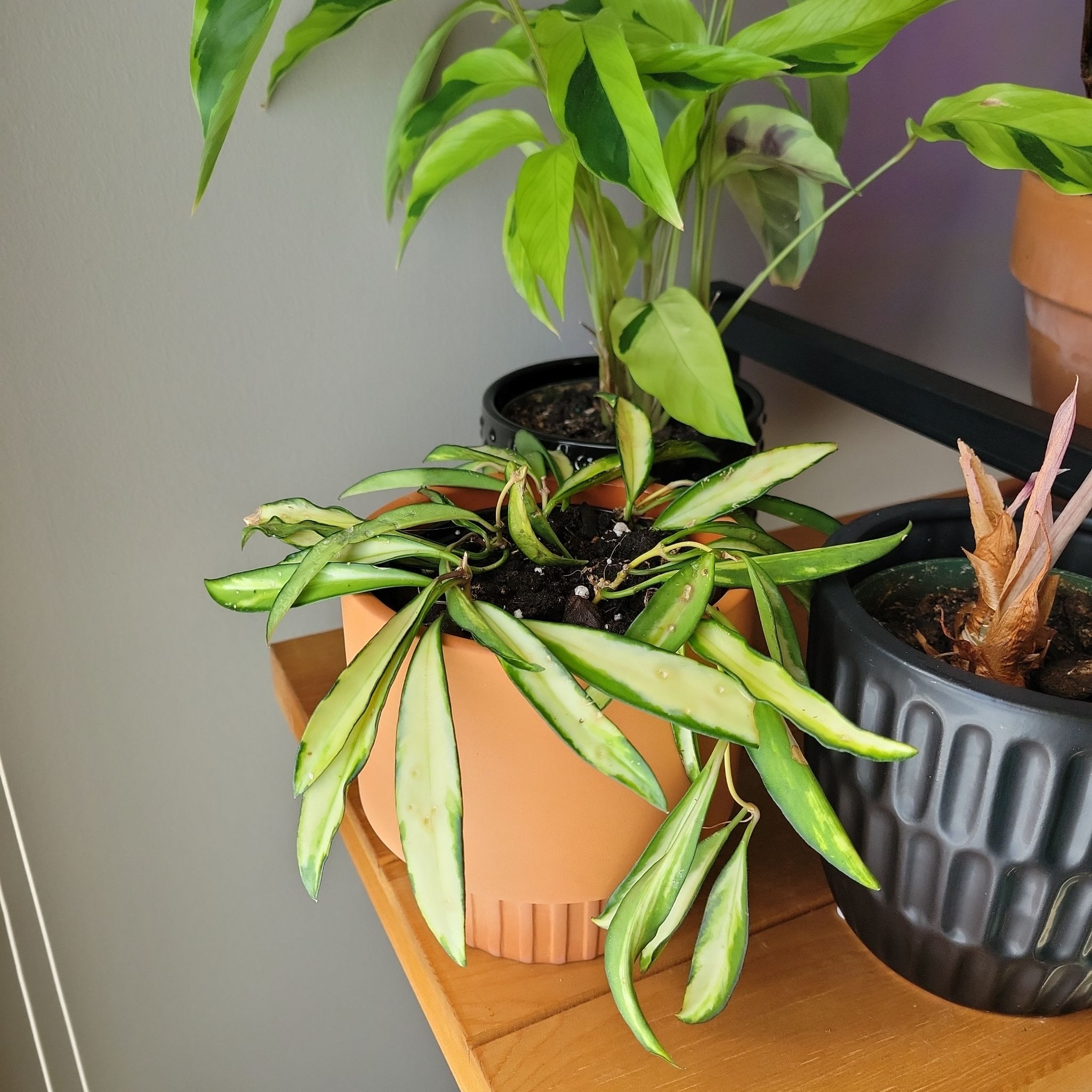 Variegated Hoya kentiana plant in a pot with elongated variegated leaves, some wilting.