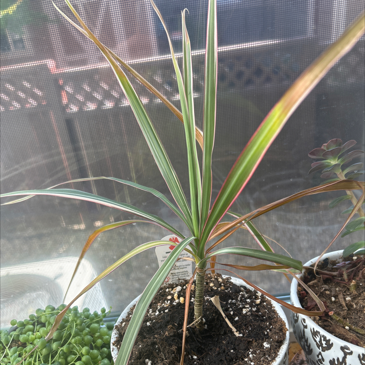 Dracaena marginata 'Bicolor' plant with green and red striped leaves, some yellowing and browning.