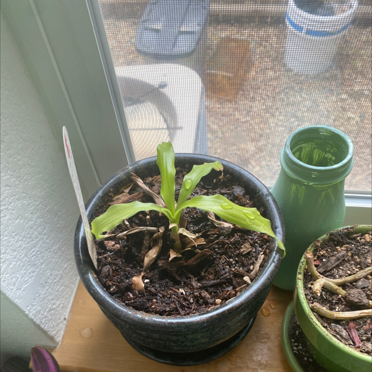 Dracaena Limelight plant in a pot near a window with some browning leaves.