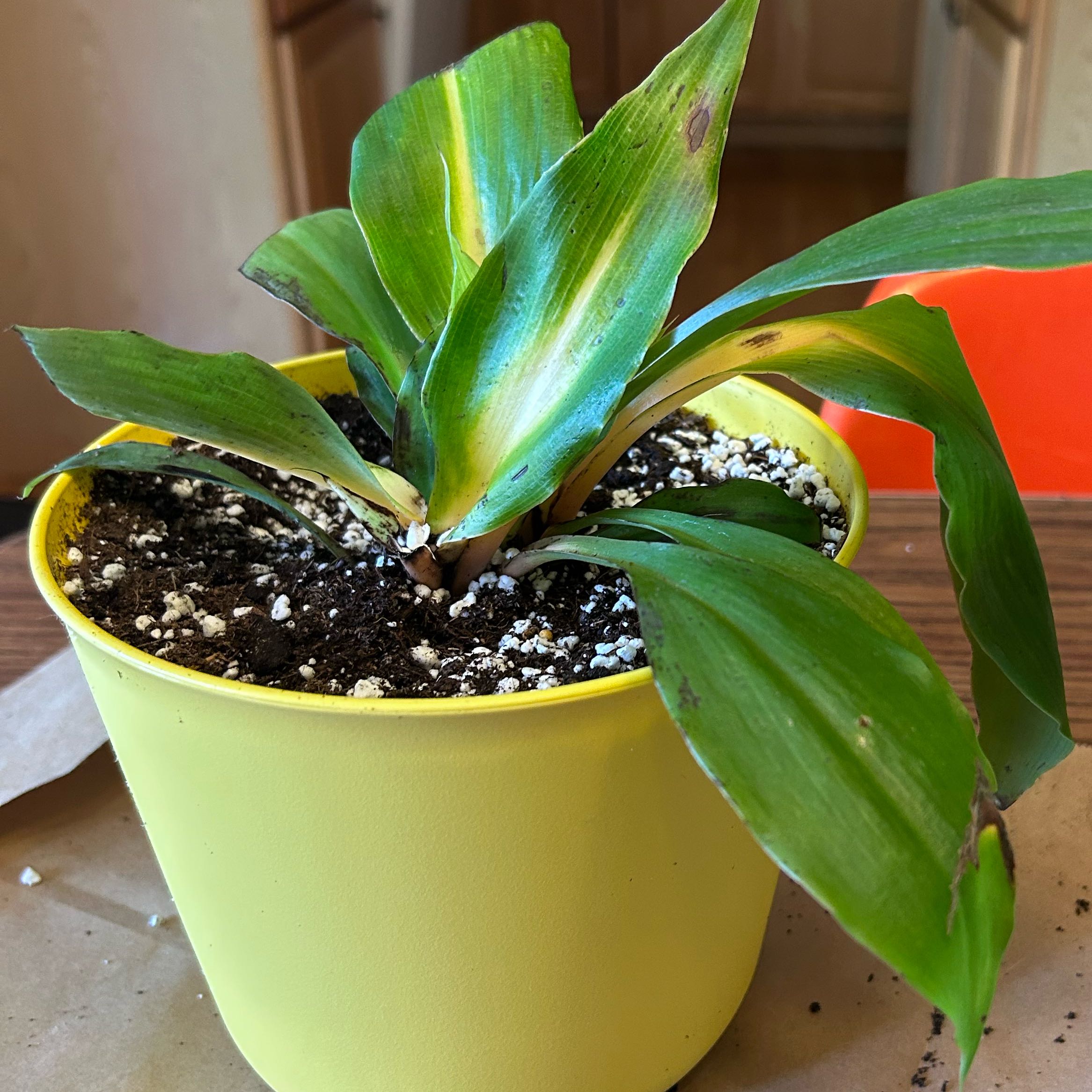 Photo of the plant species orange mandarin plant by @StableOxtongue named Messi on Greg, the plant care app