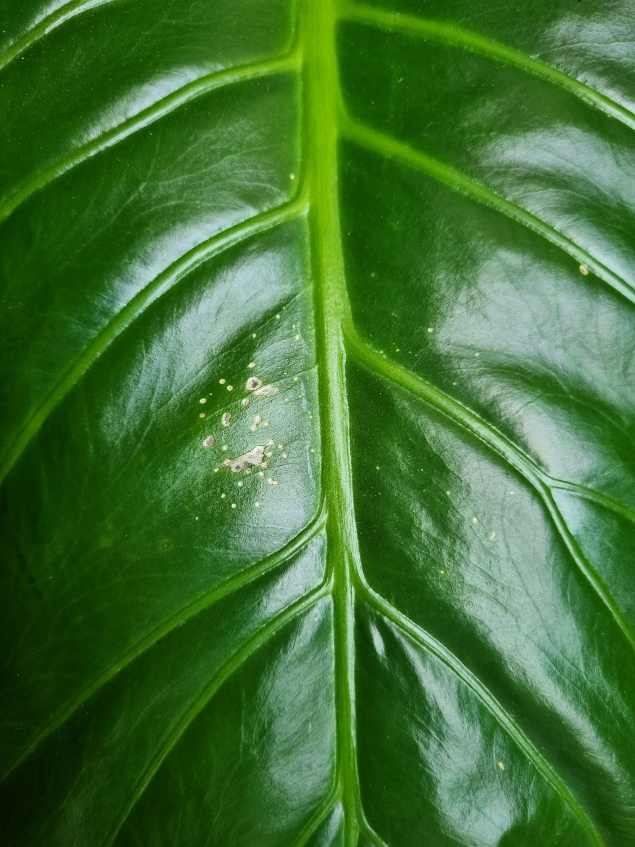 🏹 Ultimate Guide to Arrowleaf Elephant Ear Lifecycle