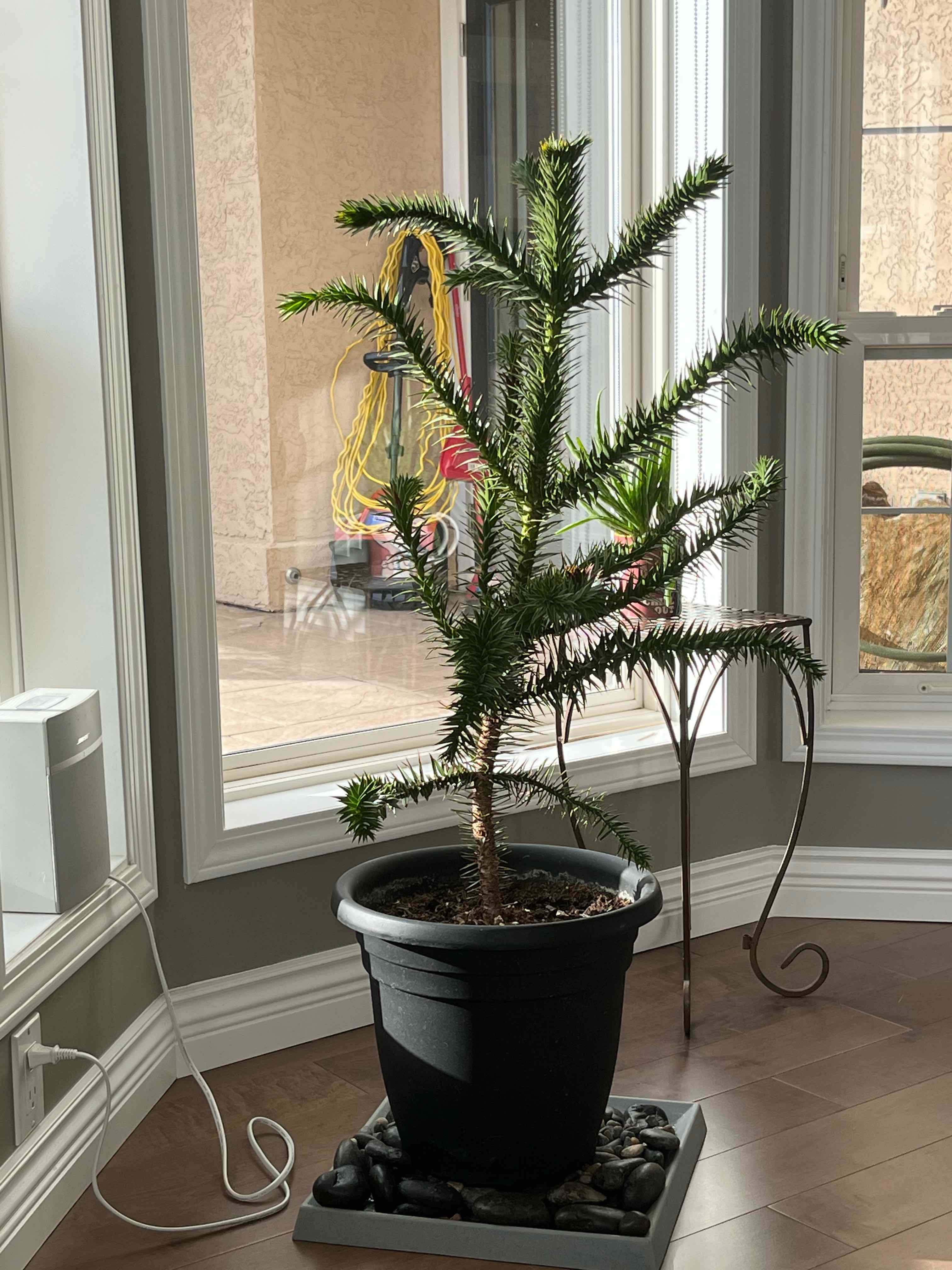 Plant care for Kauri Pine on Greg, the plant care app