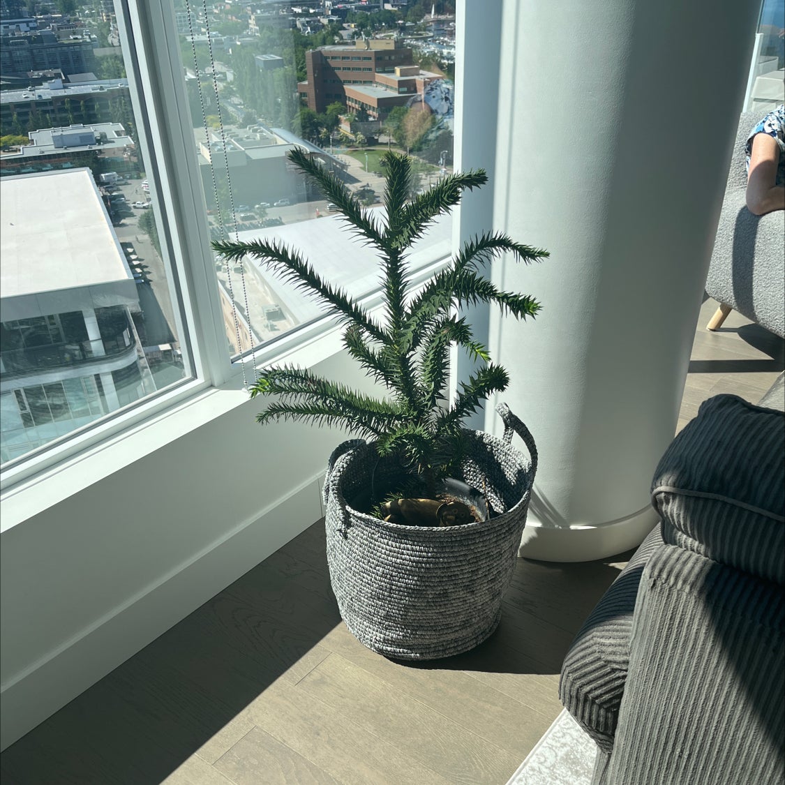 🐒 How Do I Propagate My Monkey Puzzle Tree?