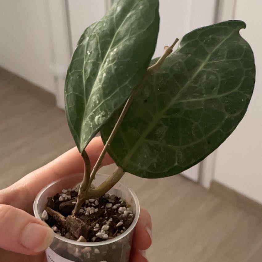 Photo of the plant species Hoya parasitica Splash by @VandaTota named Anne on Greg, the plant care app