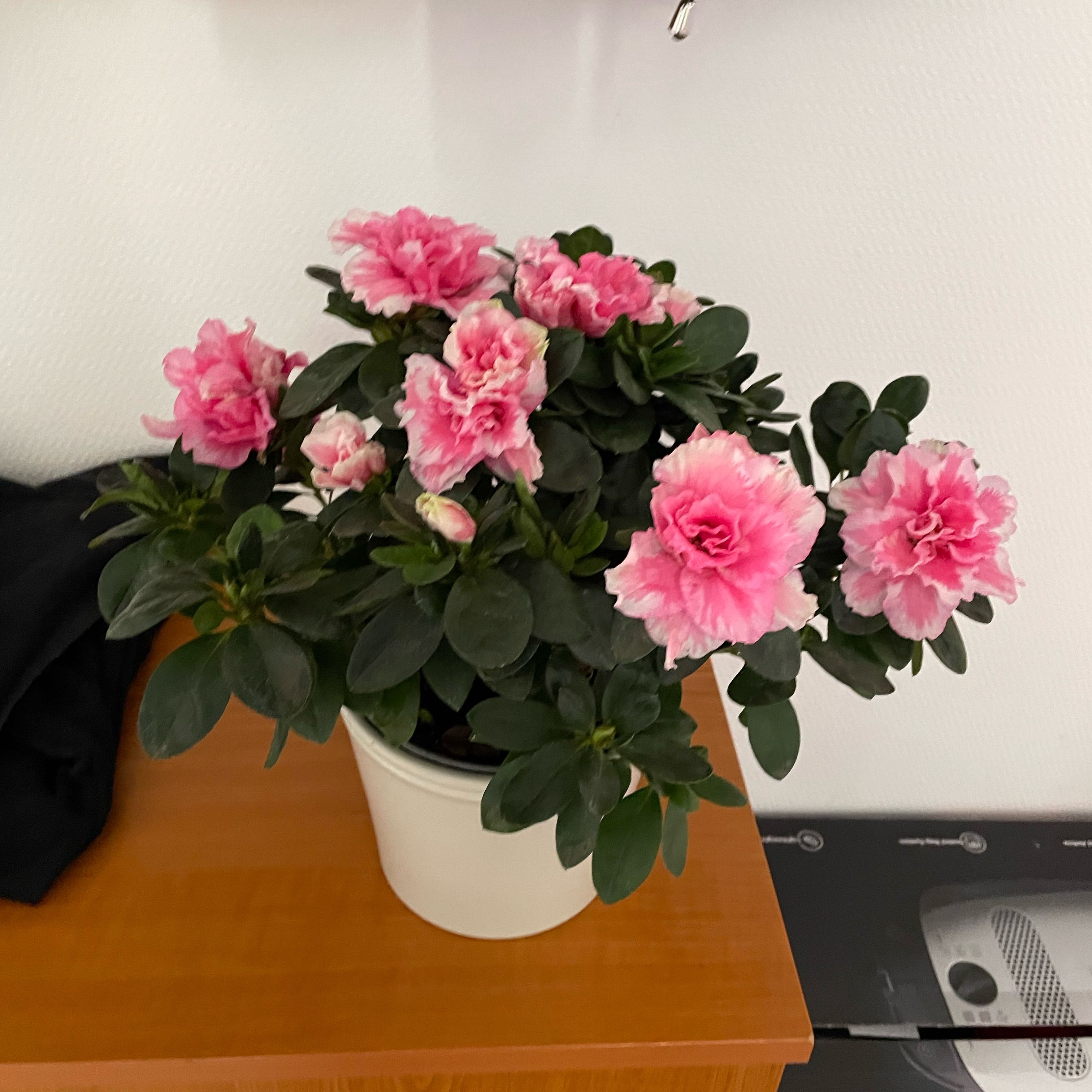 Photo of the plant species Rhododendron by @VandaTota named Sanders on Greg, the plant care app