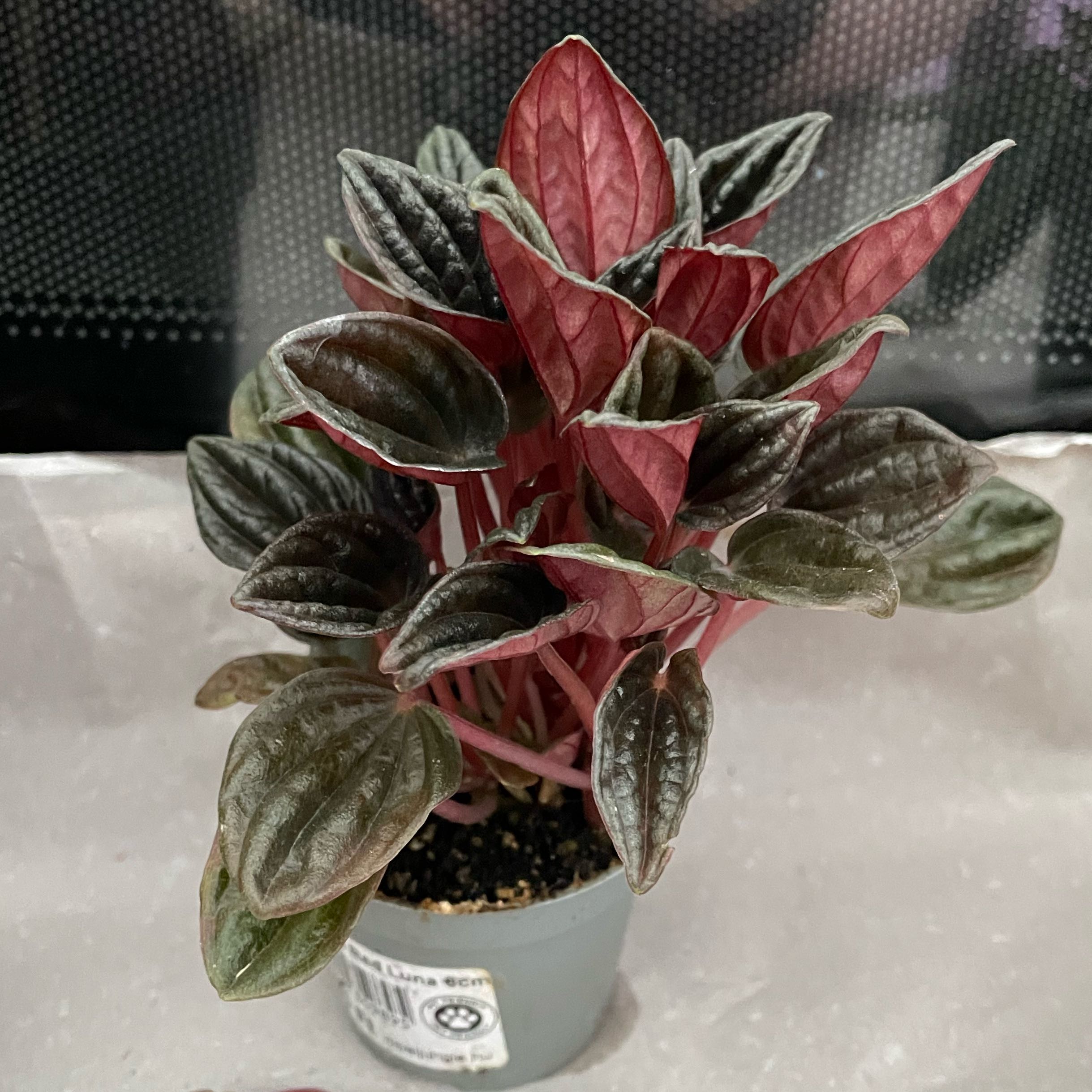 Photo of the plant species Red Luna Peperomia by @VandaTota named Zeus on Greg, the plant care app