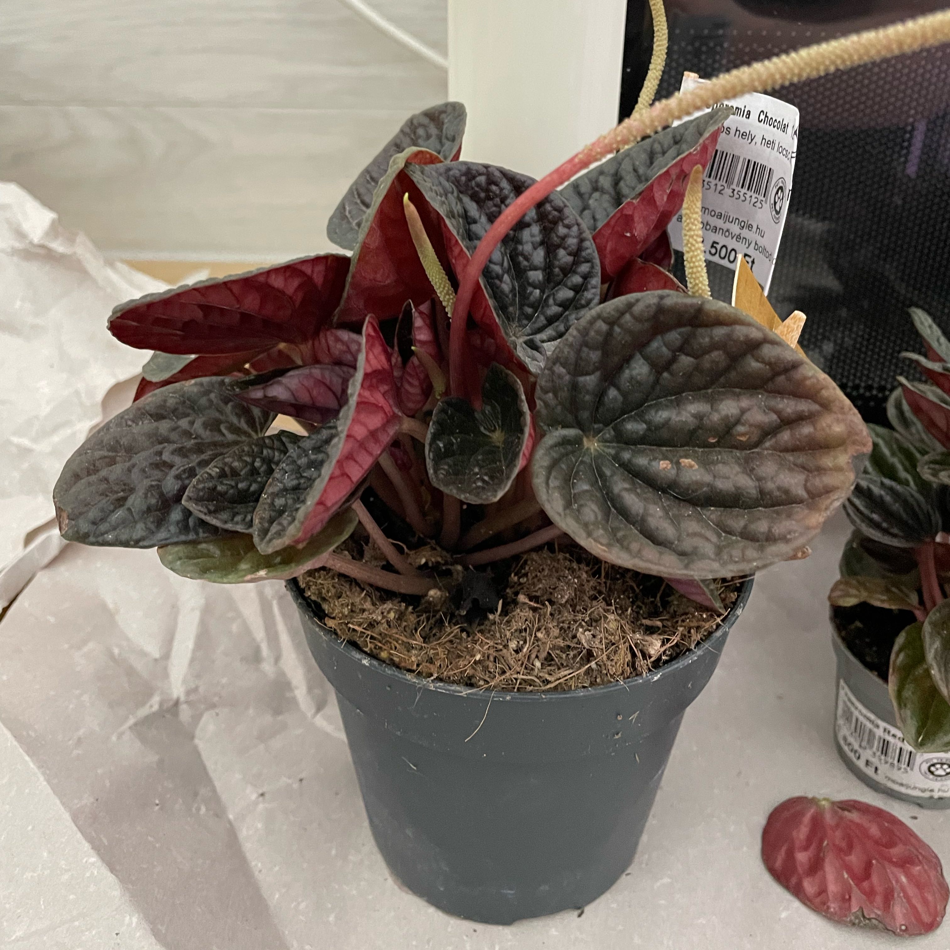Photo of the plant species Red Luna Peperomia by @VandaTota named Drake on Greg, the plant care app