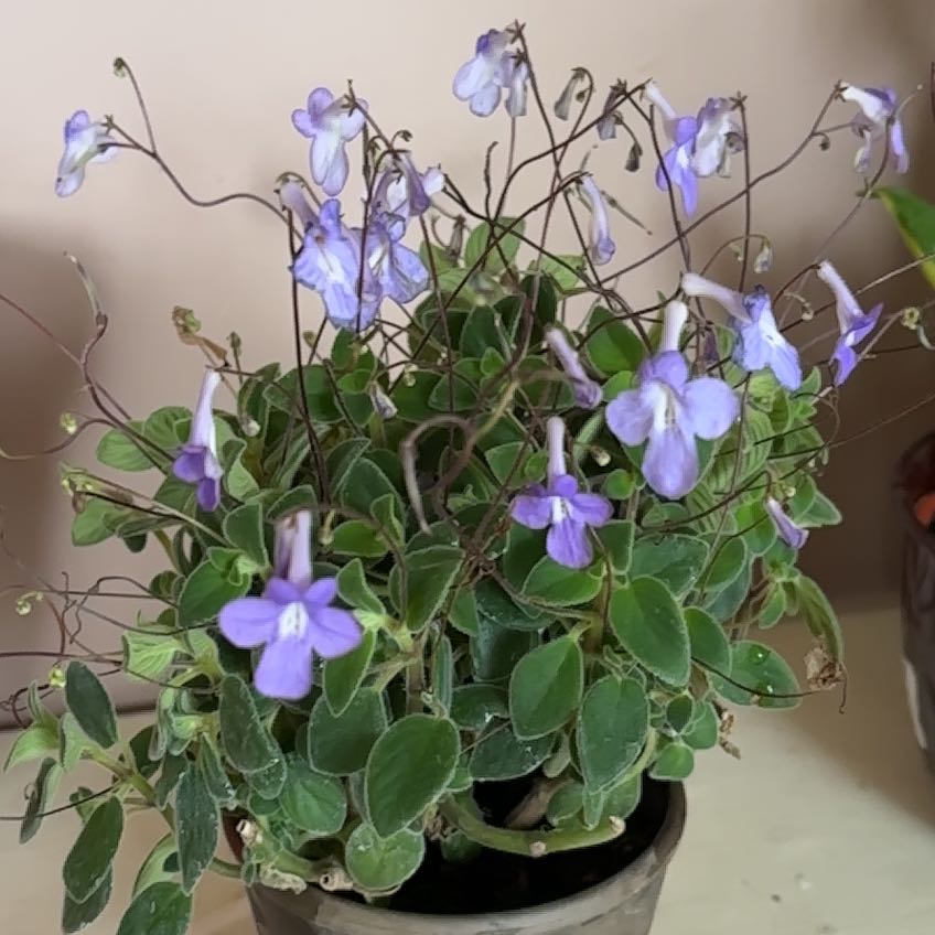 Photo of the plant species Cape Primrose by @Melswy named Bitsy on Greg, the plant care app