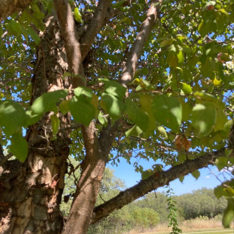 Plant care for Evergreen Dogwood on Greg, the plant care app