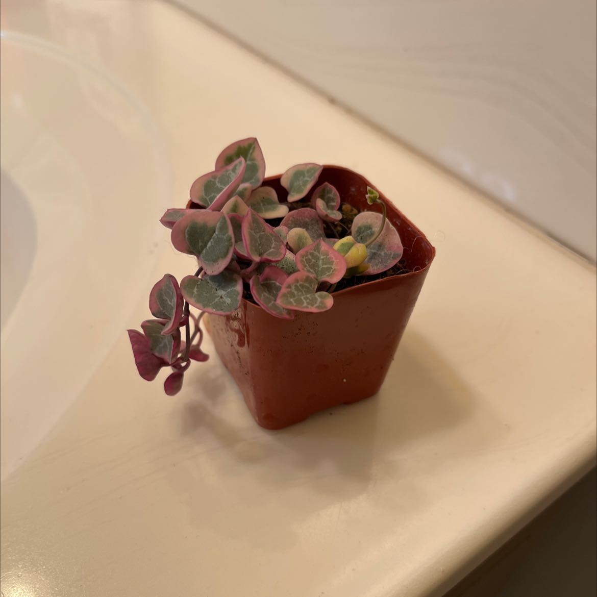 Variegated string of hearts plant in a small pot with some yellowing leaves.