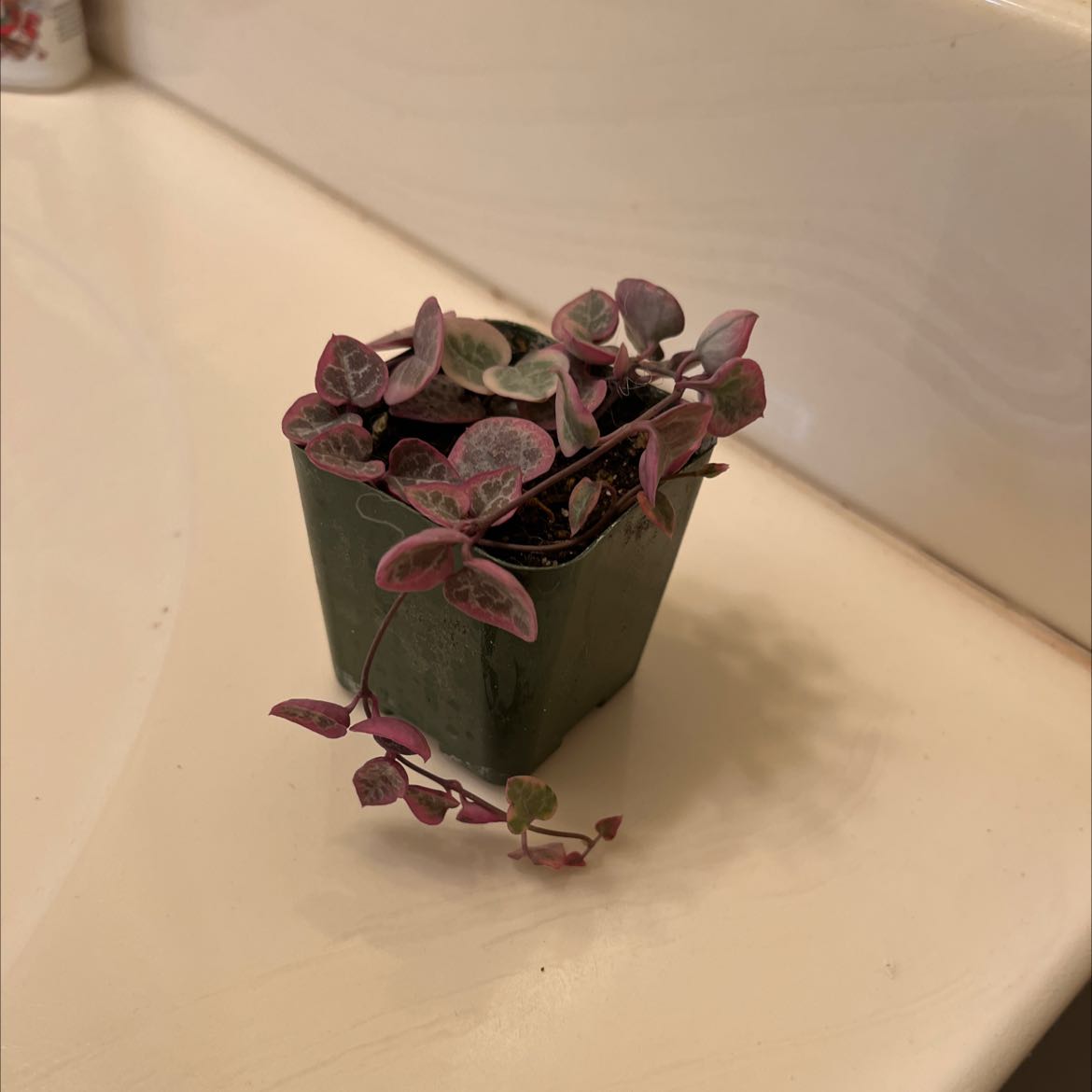 Variegated string of hearts plant in a green pot, healthy with characteristic variegation.