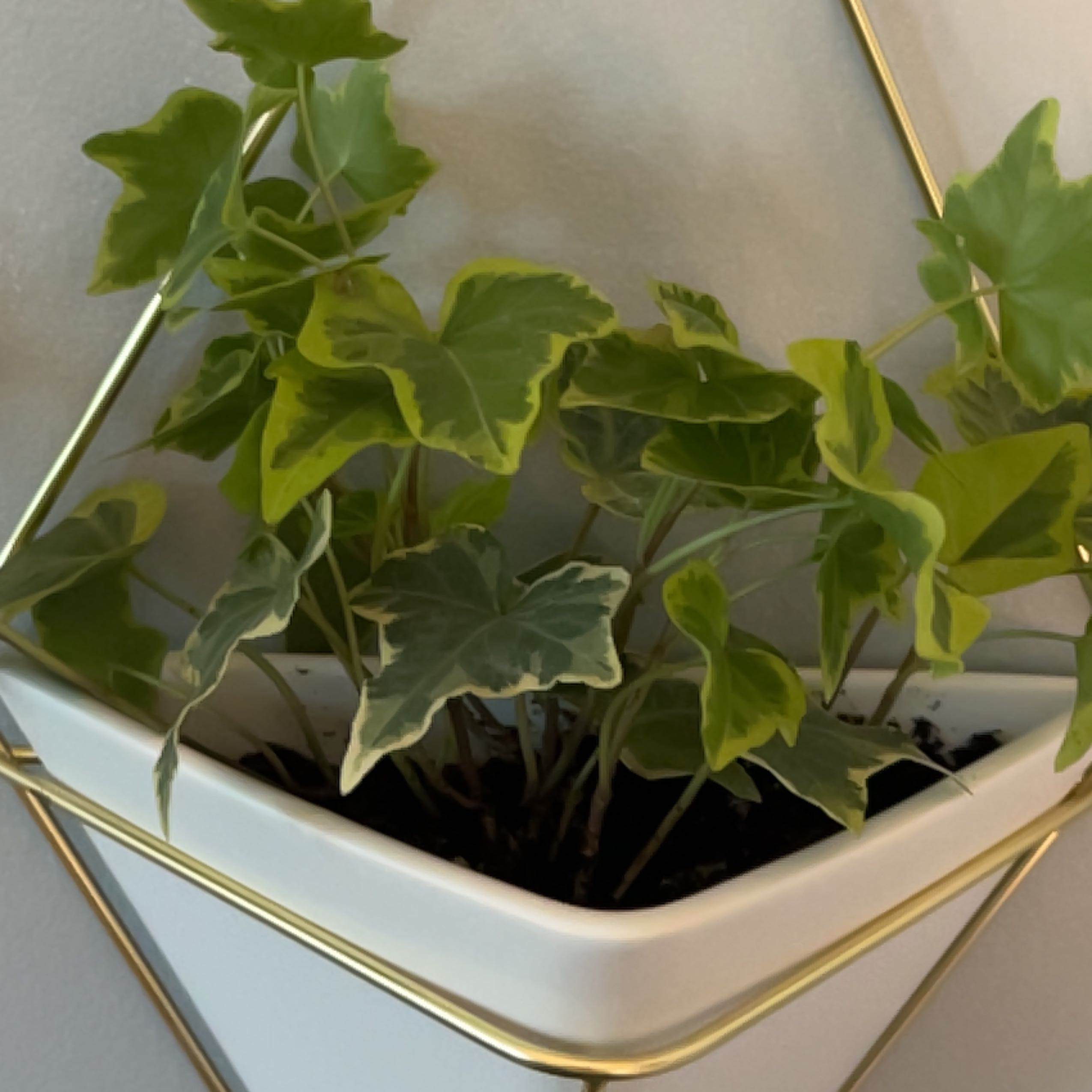 Potted English Ivy 'Goldchild' with variegated leaves in a white planter.