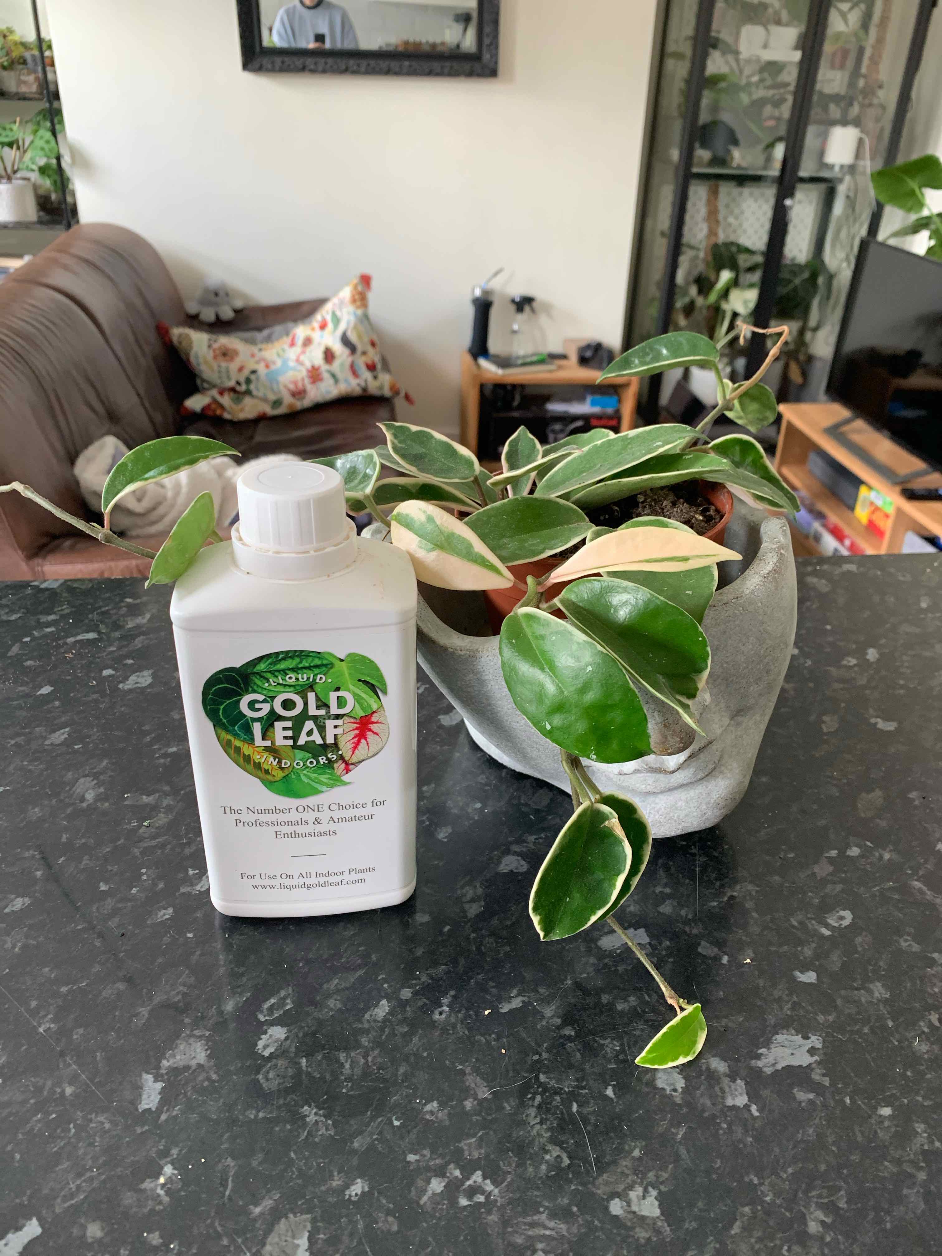 Hoya Krimson Queen plant on a countertop with a bottle of plant care product.
