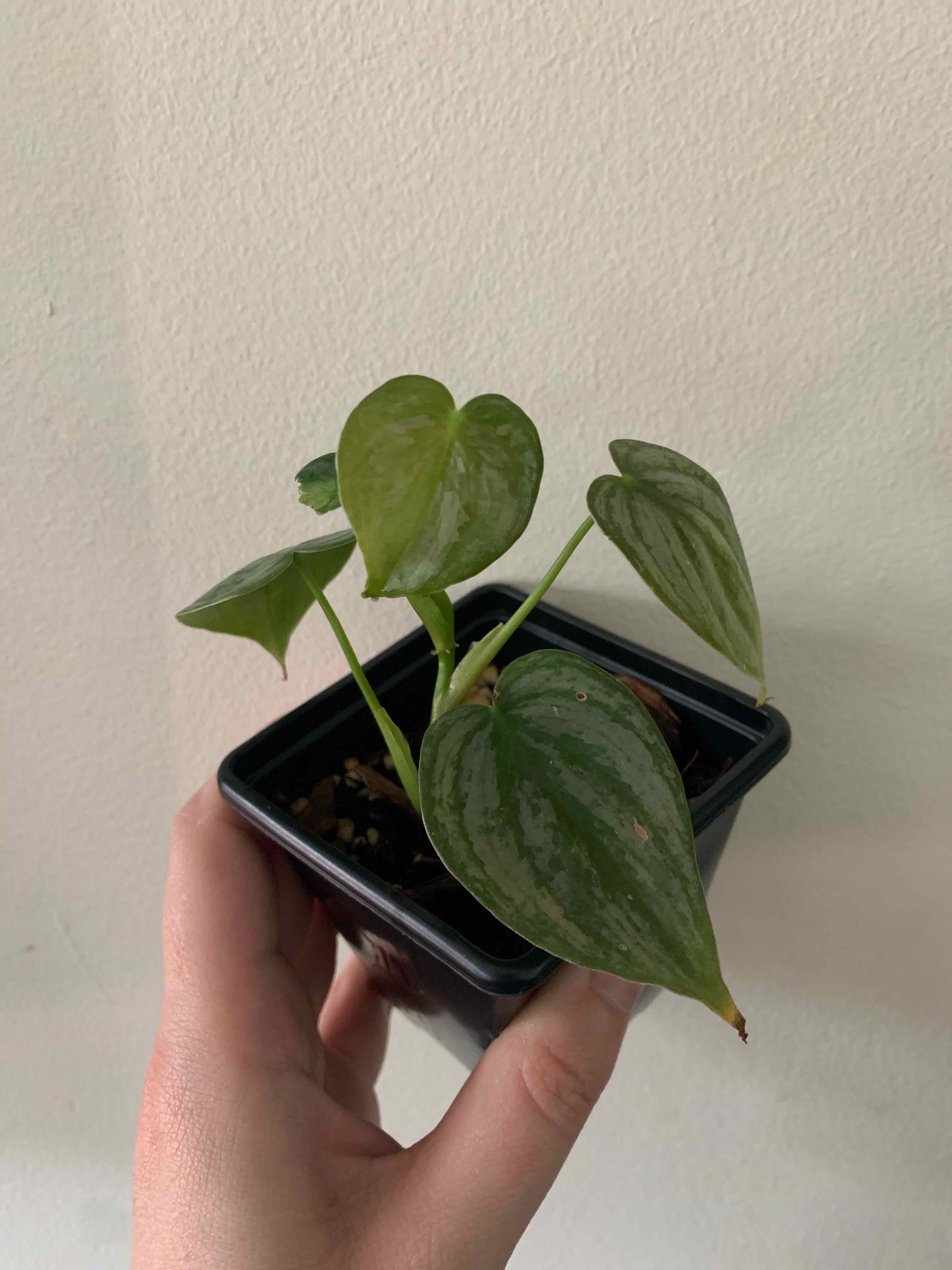 Silver Leaf Philodendron plant in a black pot, held by a hand.
