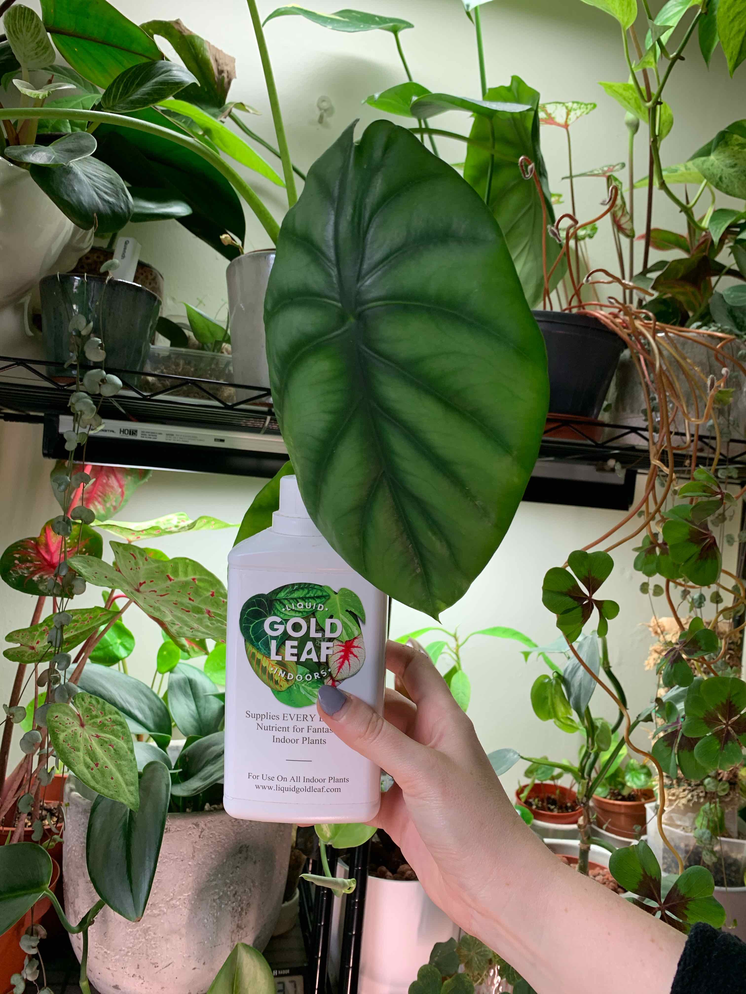 A healthy Alocasia Green Shield plant with vibrant green leaves, held by a hand.