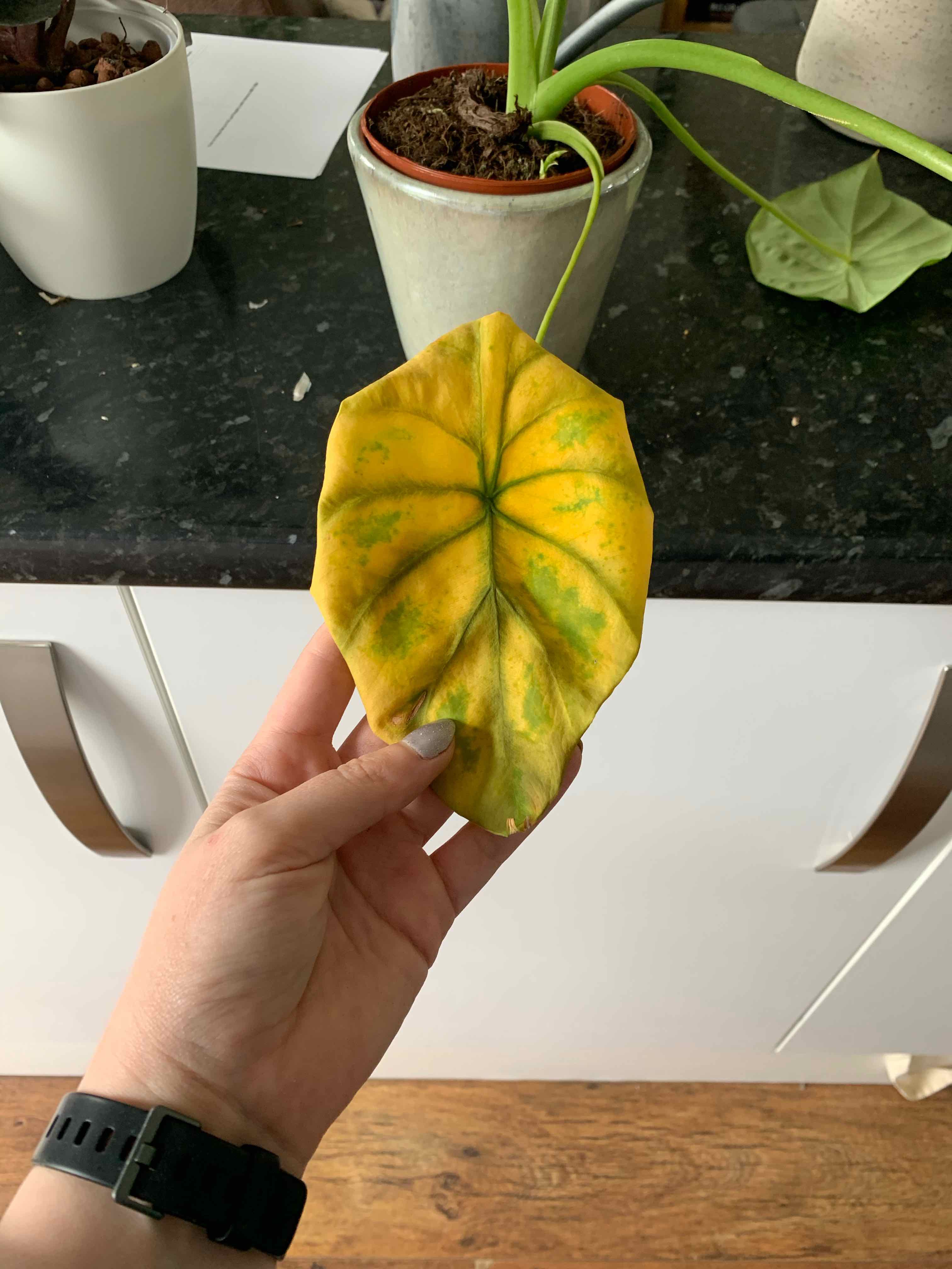 Hand holding a yellowing leaf from an Alocasia Green Shield plant. Soil is visible.
