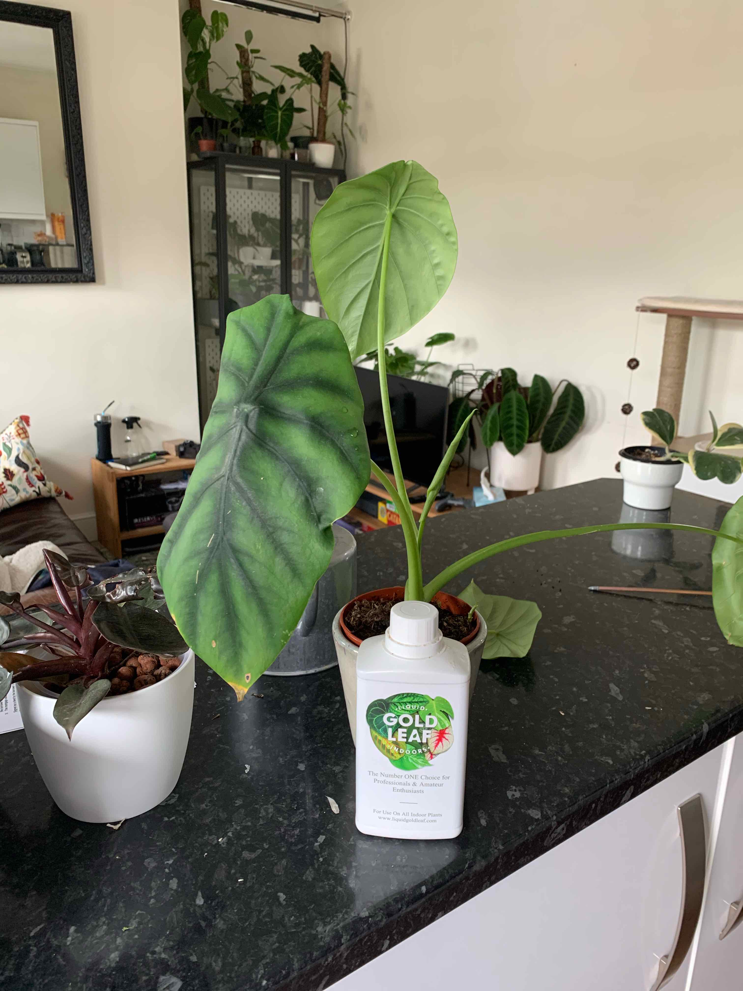 Alocasia Green Shield plant on a countertop with a plant care product next to it.
