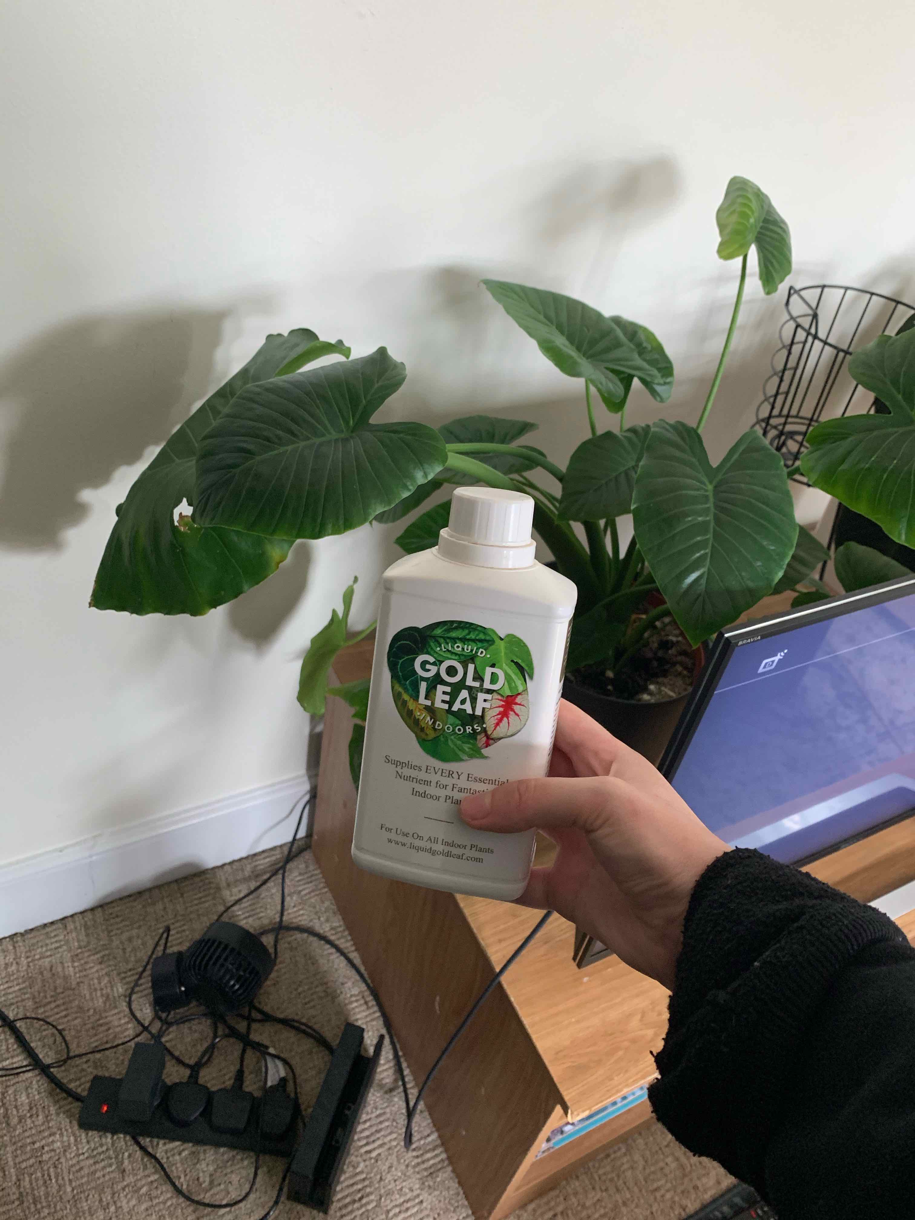 Alocasia gagaena 'California' plant with healthy green leaves and a hand holding a bottle of plant fertilizer.