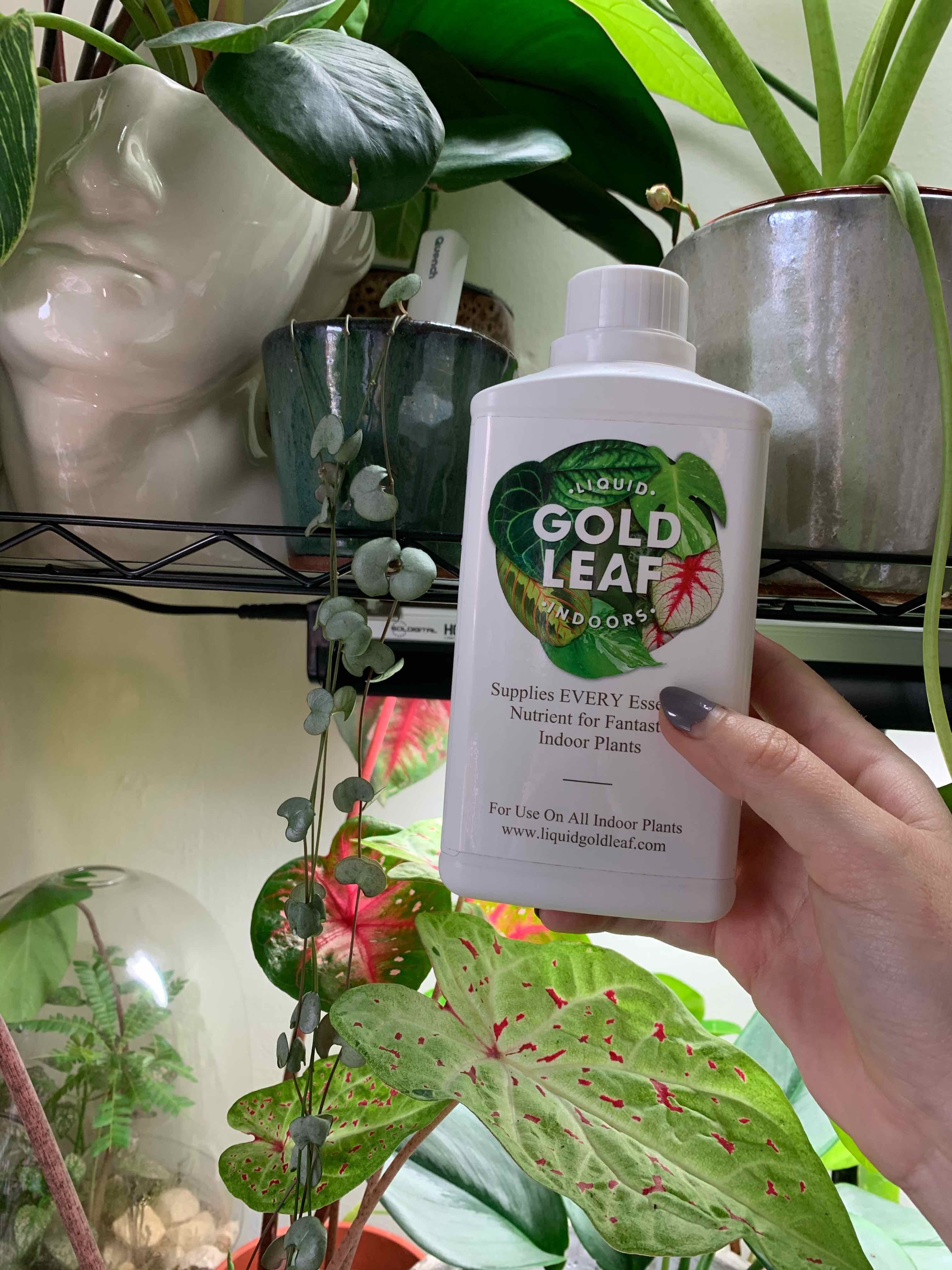String of Hearts 'Silver Glory' plant with a hand holding a bottle of plant nutrients.
