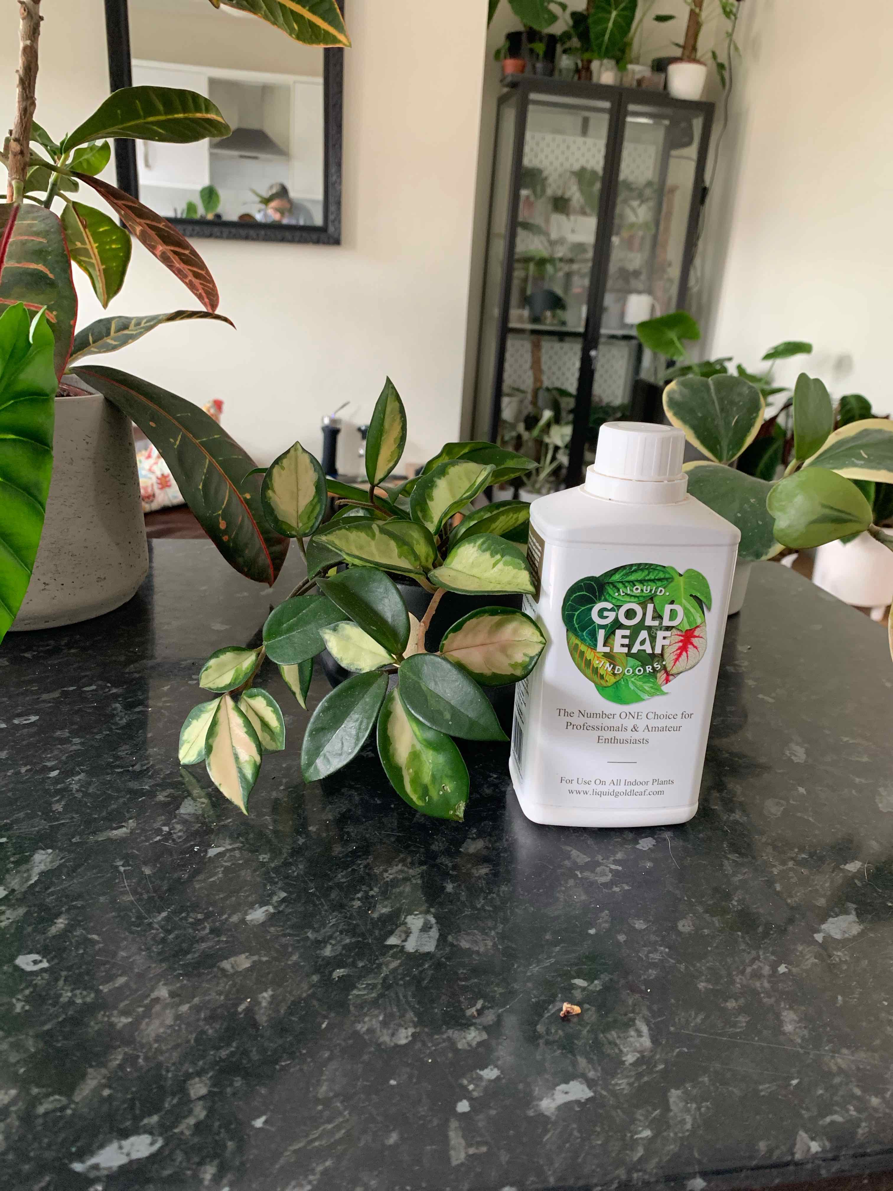 Krimson Princess Hoya plant on a dark marble surface with a plant care product bottle next to it.