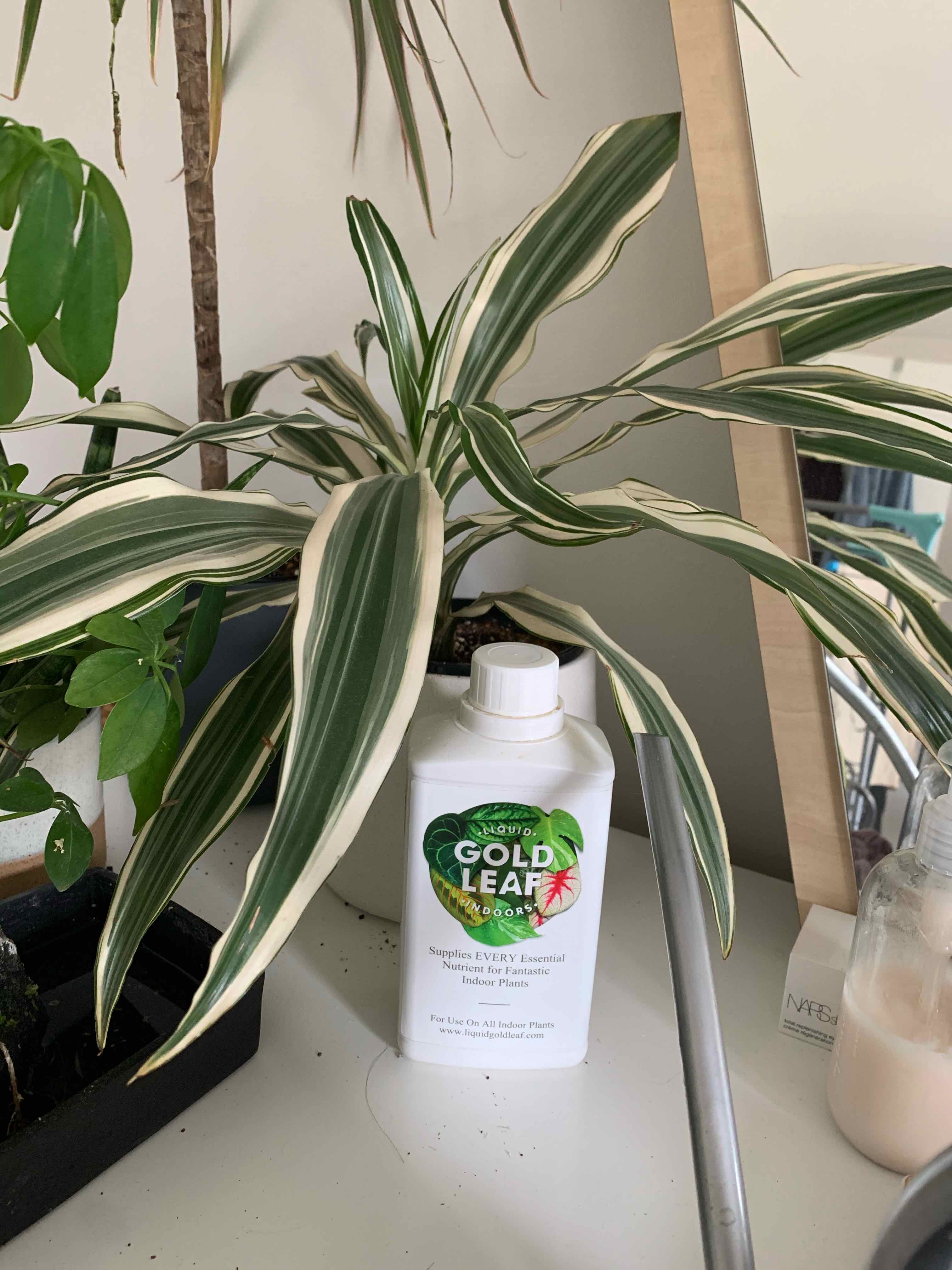 White Jewel Dracaena plant indoors with variegated leaves and a plant care product next to it.