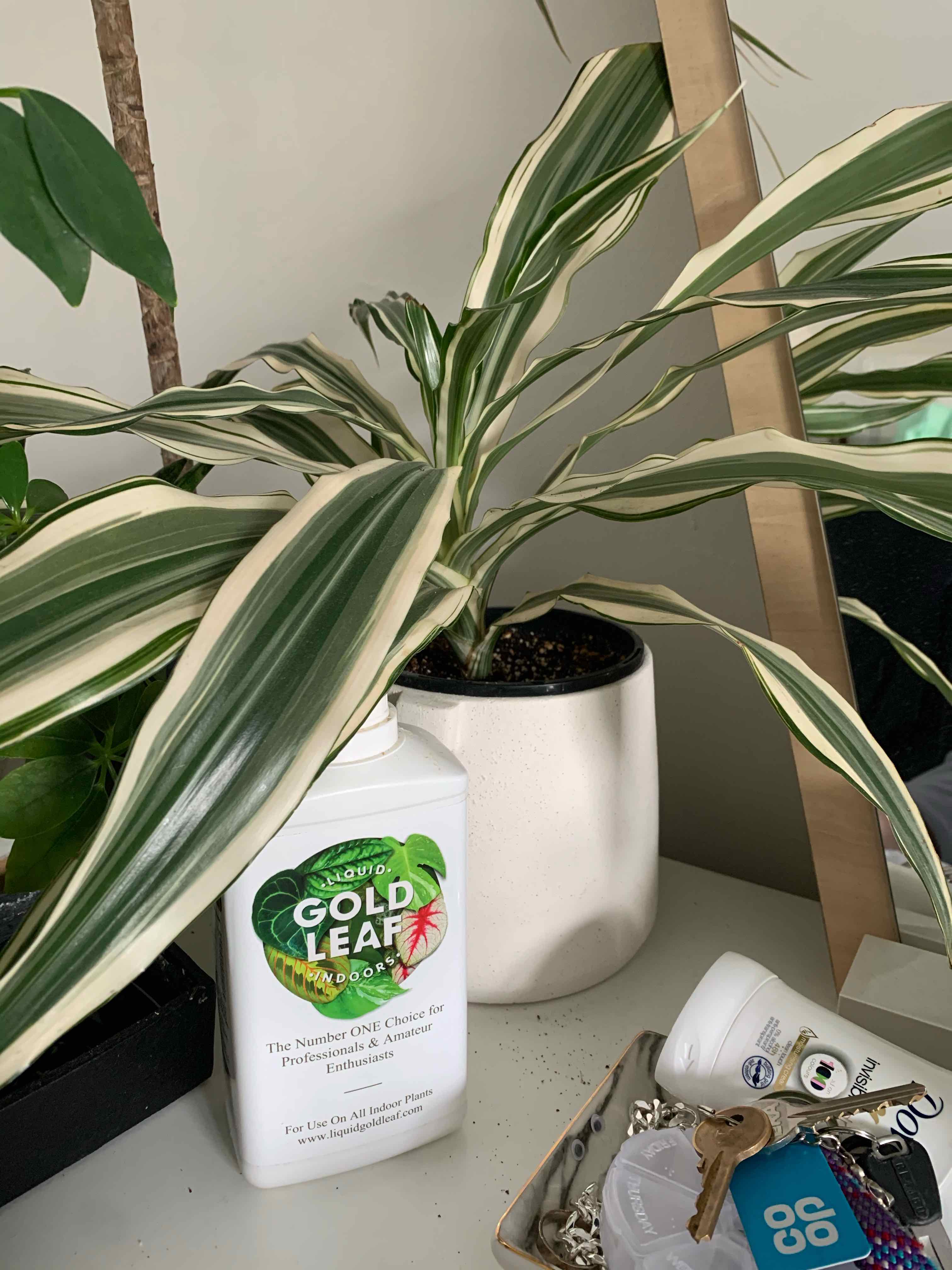White Jewel Dracaena plant in a pot with healthy green and white striped leaves.